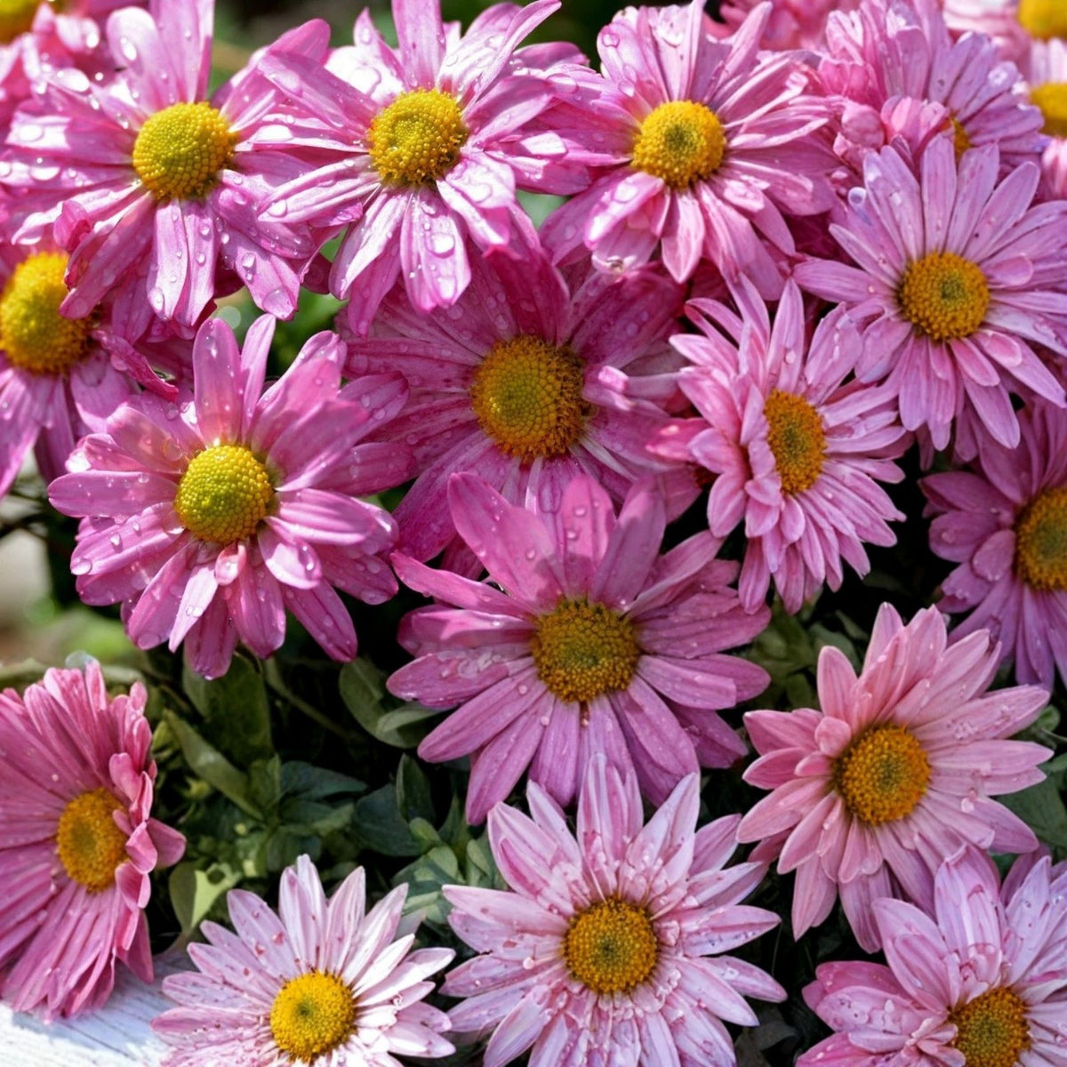 Pink Horizon Mum Seeds 200+ Chrysanthemum Annual Flower Seeds | Pink Chrysanthemum Seeds | Chrysanthemum morifolium