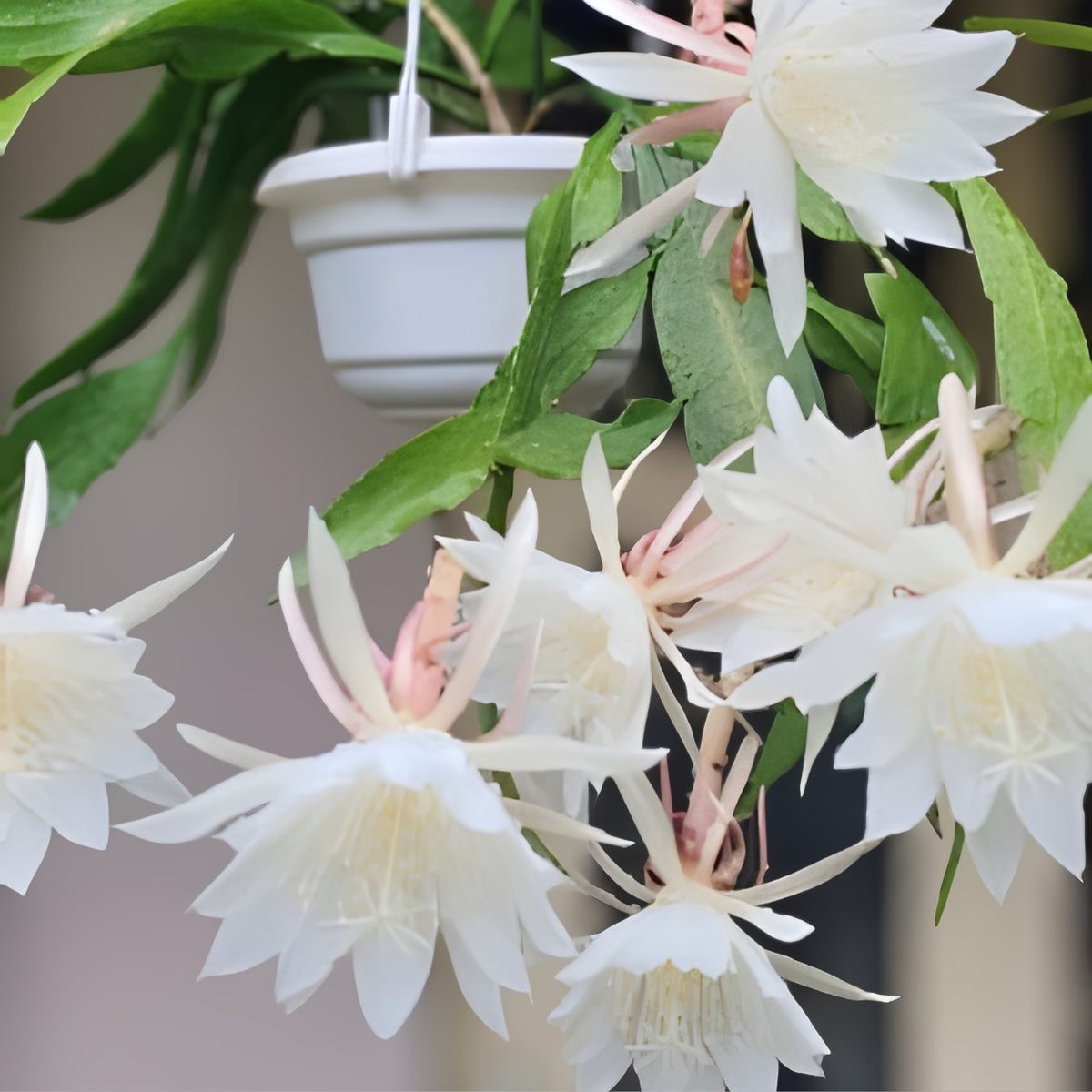 Queen of the Night Cactus 6" Pot Epiphyllum Oxypetalum Fragrant Night-Blooming Easy Care Epiphytic Plant