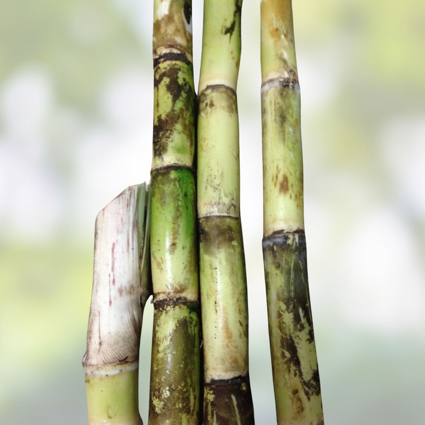Sugarcane Buds - Heirloom Fresh Cut for Planting - Florida Grown - Ready to Ship