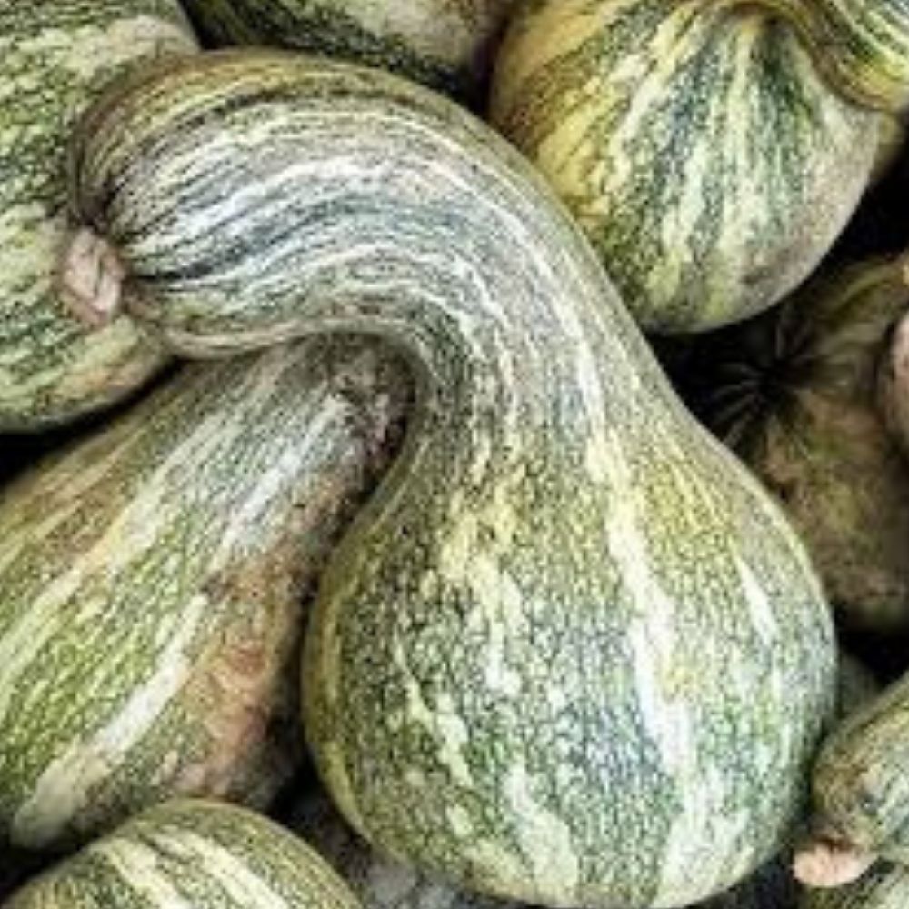 Organic Cushaw Green Striped Squash Seeds 10 Count Cucurbita mixta USA Grown