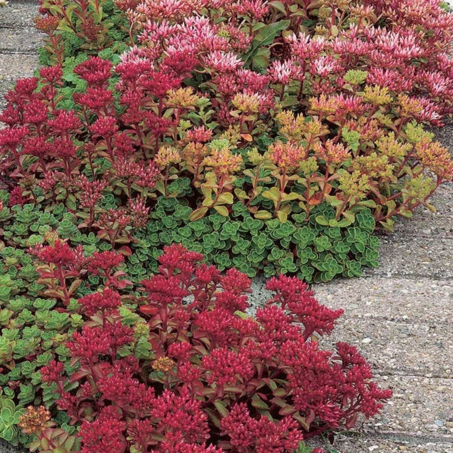 Potentilla Seeds 1000 Count Deep Pink Flowers Perennial Ground Cover Potentilla fruticosa Attracts Pollinators