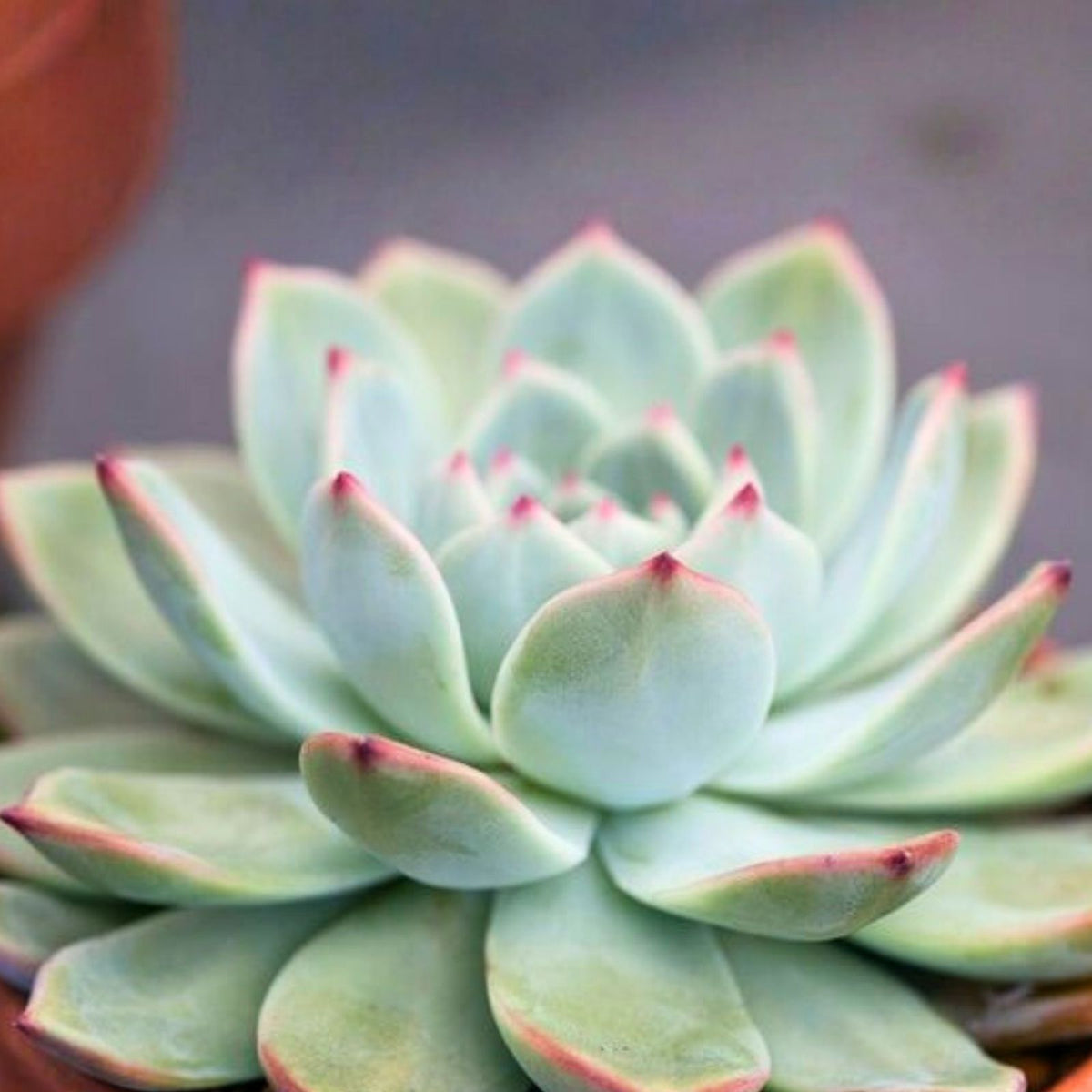 Echeveria Elegans Cutting 1-2" Mexican Snowball Succulent Single Head Plant Echeveria elegans