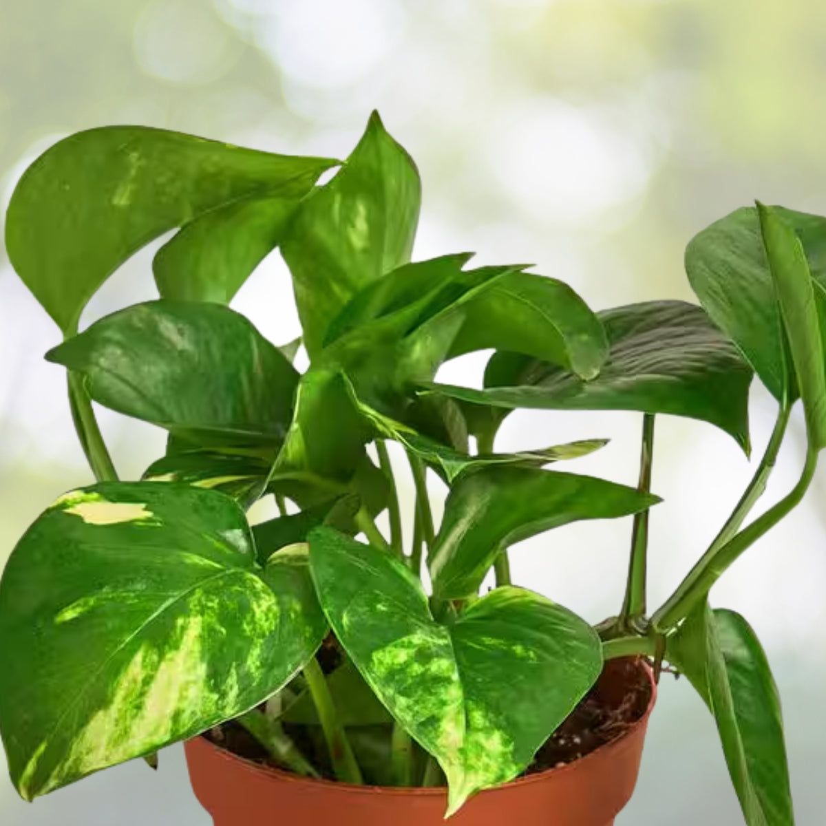 Golden Queen Pothos Plant - 4" Variegated Indoor Houseplant - Epipremnum aureum 'Golden Queen' - Easy Care & Air-Purifying
