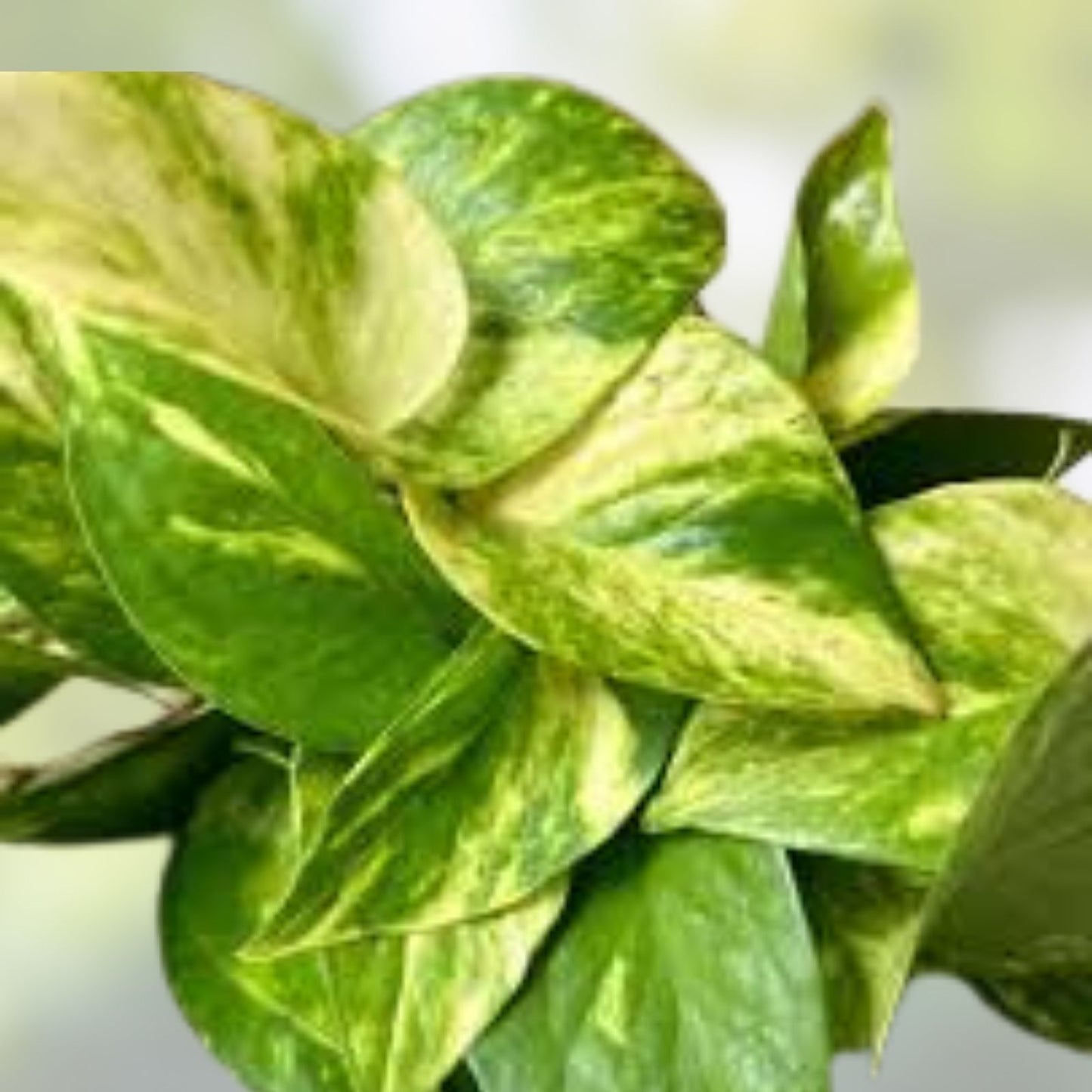 Rooted Pothos Cuttings 10 Pack, Easy Care Indoor Plant, Epipremnum aureum, Green Vine, Houseplant, Live Plant Cuttings