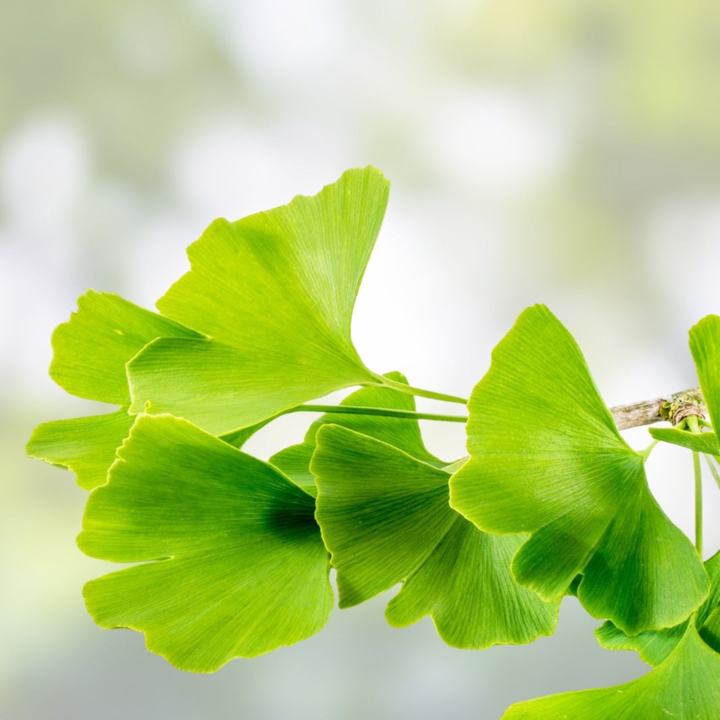 Ginkgo Biloba Cuttings 5+7 for Rooting and Grafting, Medicinal Tree, Ginkgo Tree Propagation Material
