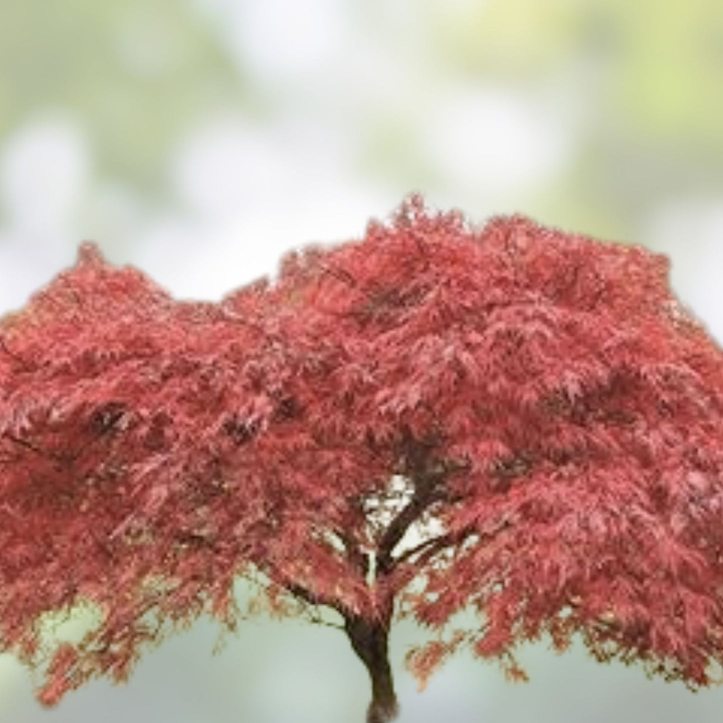 Japanese Red Maple Tree Seeds - 30 Pack - Acer palmatum - Ornamental, Hardy, Vibrant Foliage, Garden Tree Seeds