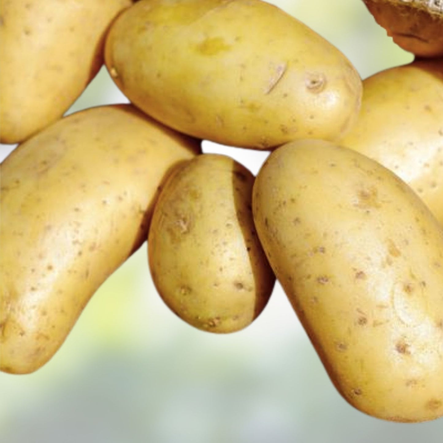 Vista Gold Mini Seed Potatoes for Planting, Small Size, Yellow Skin, Solanum tuberosum, Seed Potatoes for Gardening