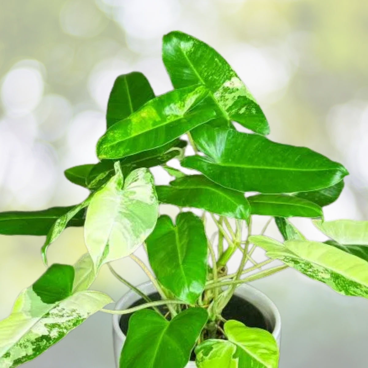 Philodendron Burle Marx Plant 6 in Pot, Heart-Shaped Leaves, Full Rooted, Low Maintenance Houseplant, Philodendron spp.