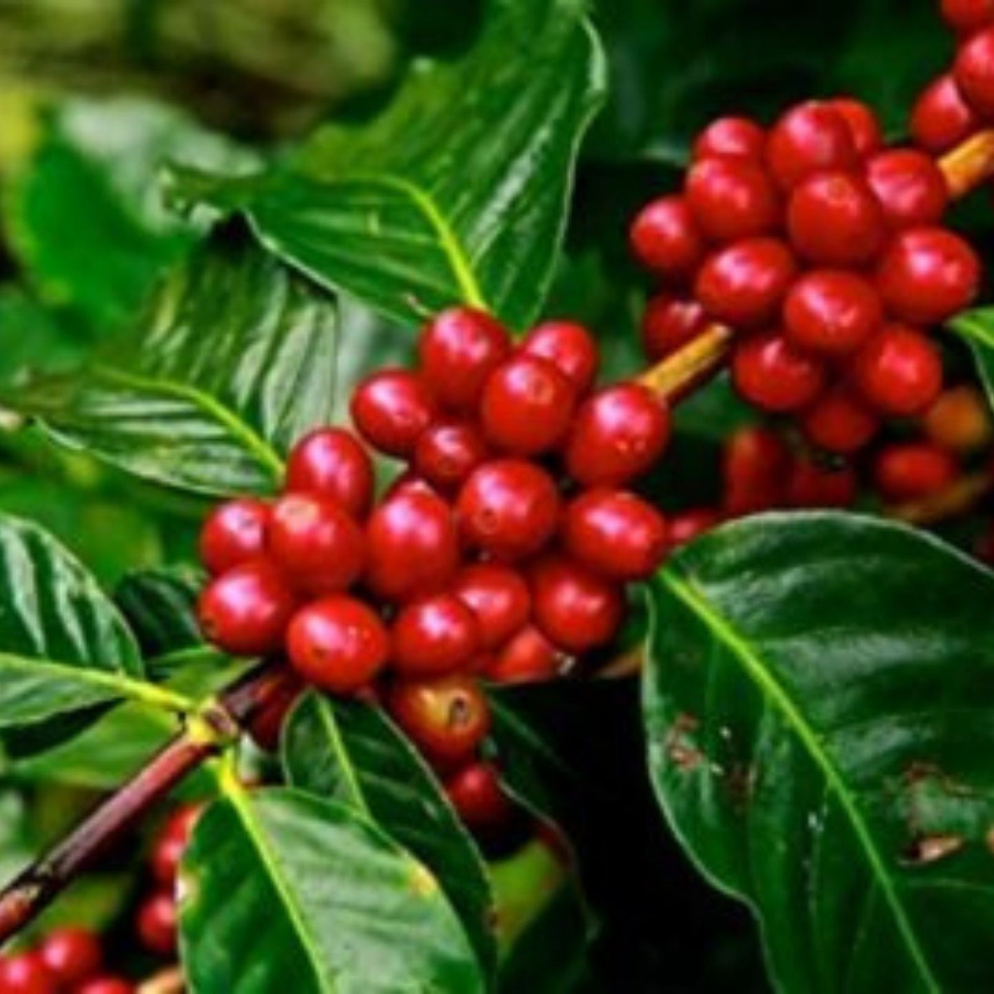 Arabica Coffee Bonsai Tree Seeds - 5 Pack - Exotic Indoor Plant - Coffea arabica - Live Plant Seeds for Home Garden