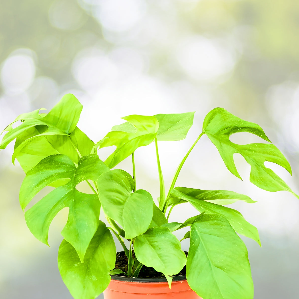 Mini Monstera Plant 7-Inch Pot Rhaphidophora Tetrasperma Unique Foliage Indoor Houseplant