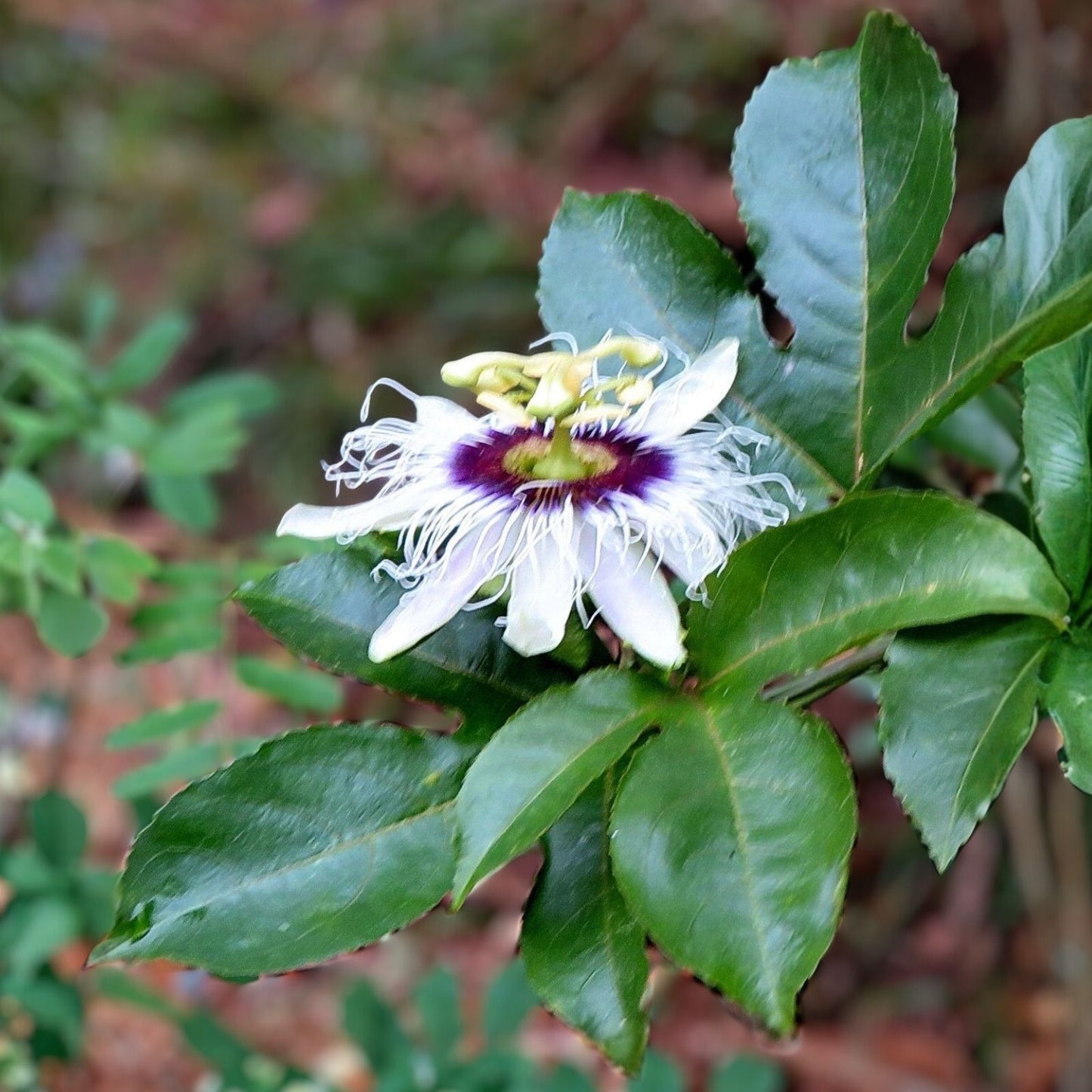 Passion Fruit Cuttings | 5 Fresh Passiflora Edulis Vine Plant Cuttings | No Root | Tropical Fruit Plant Propagation