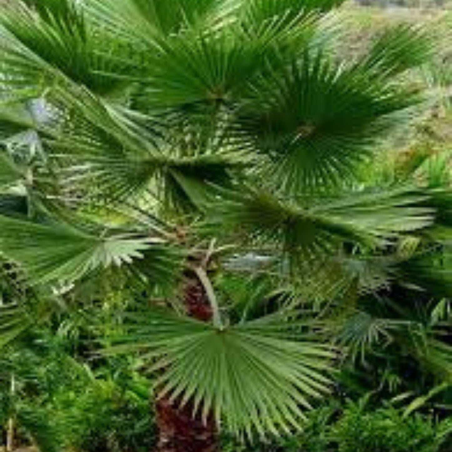 Mexican Fan Palm Tree Seeds - 50+ Fresh Washington Robusta Seeds - Washingtonia robusta - 2023 Harvest