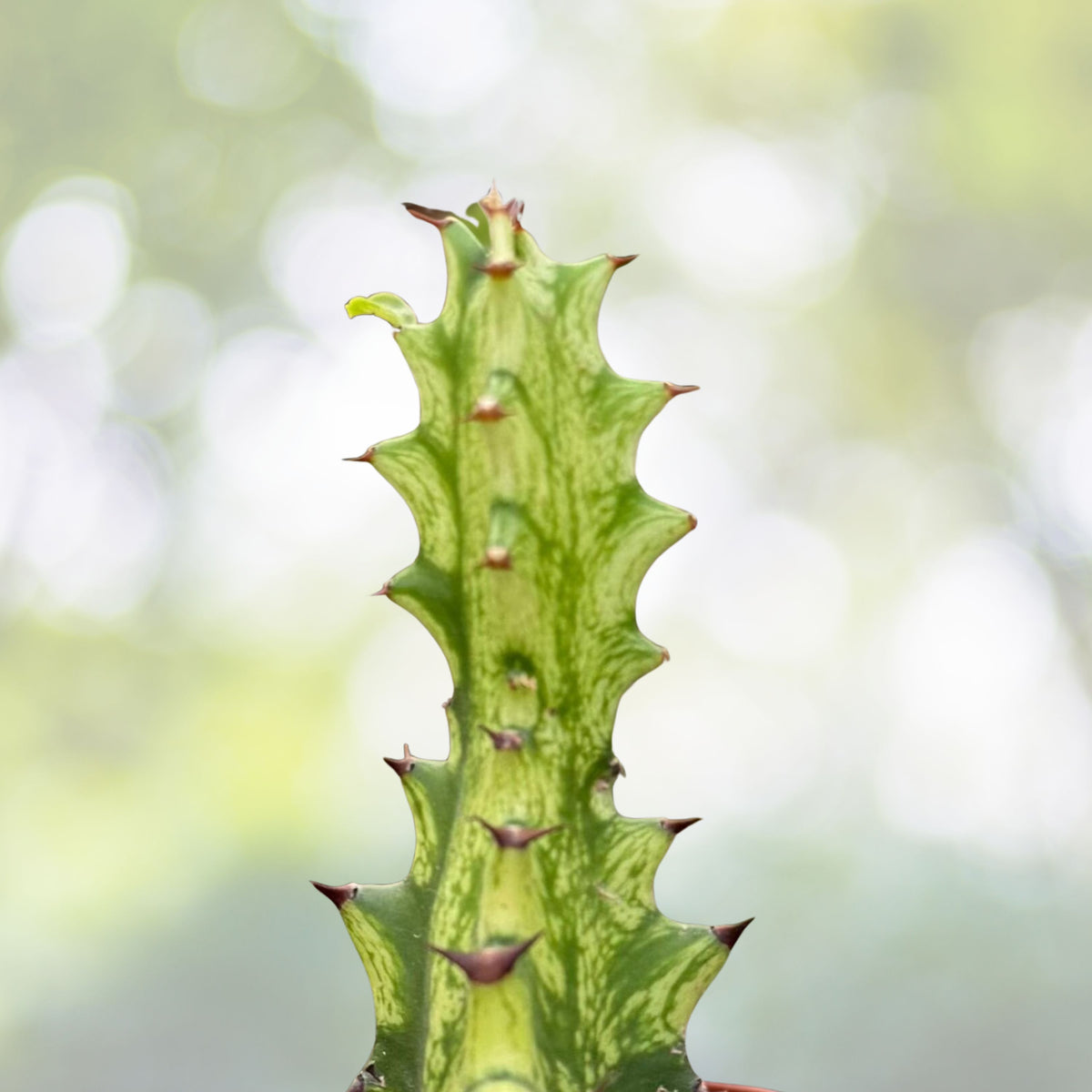 Variegated African Milk Tree Plant - 3" Pot - Euphorbia Trigona - Ornamental Succulent with Unique Color Patterns