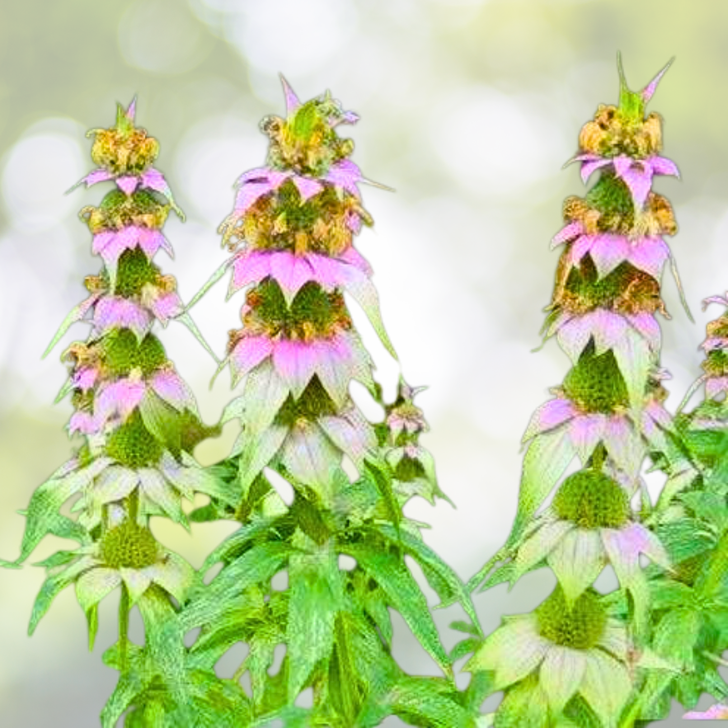 Bee Balm Seeds 300 Non-GMO Spotted Variety for Pollinators - Attract Bees & Hummingbirds (Monarda punctata)
