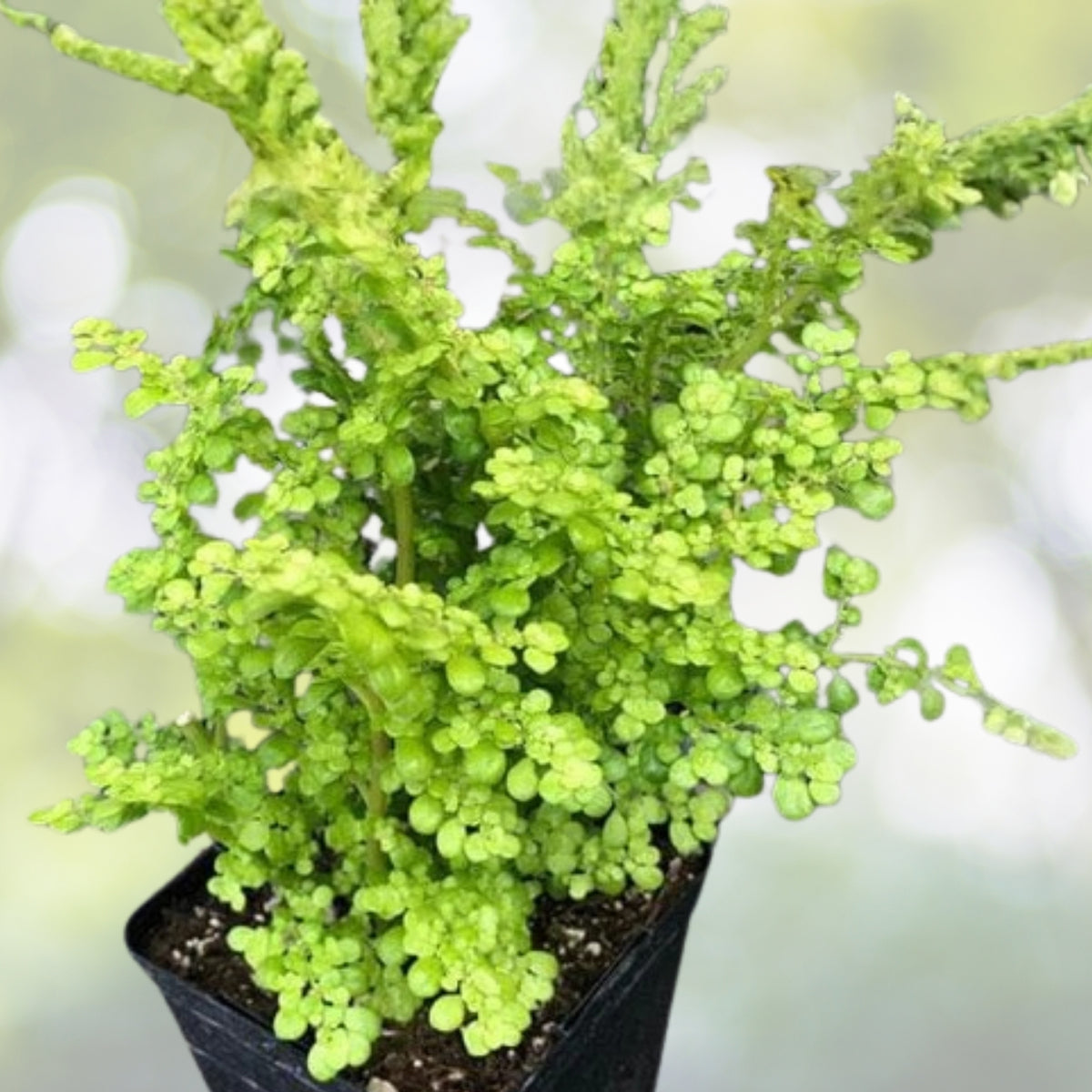 Artillery Plant 6in Pot - Lush Green Pilea Microphylla - Easy Care Houseplant for Bright Indirect Light - Live Plant