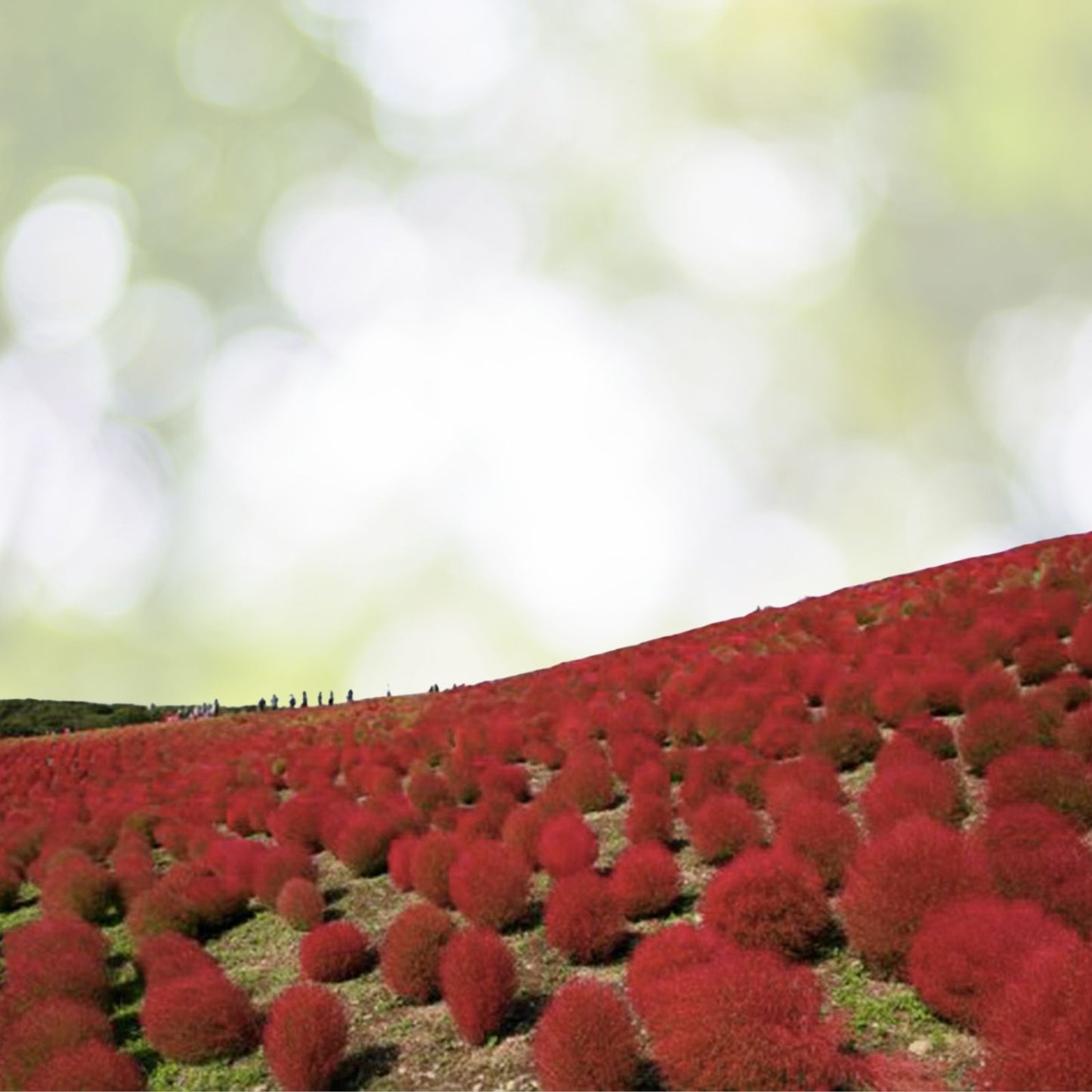 Burning Bush Seeds 50+ - Kochia Trichophylla - Red Bush for Patio Containers or Hedge