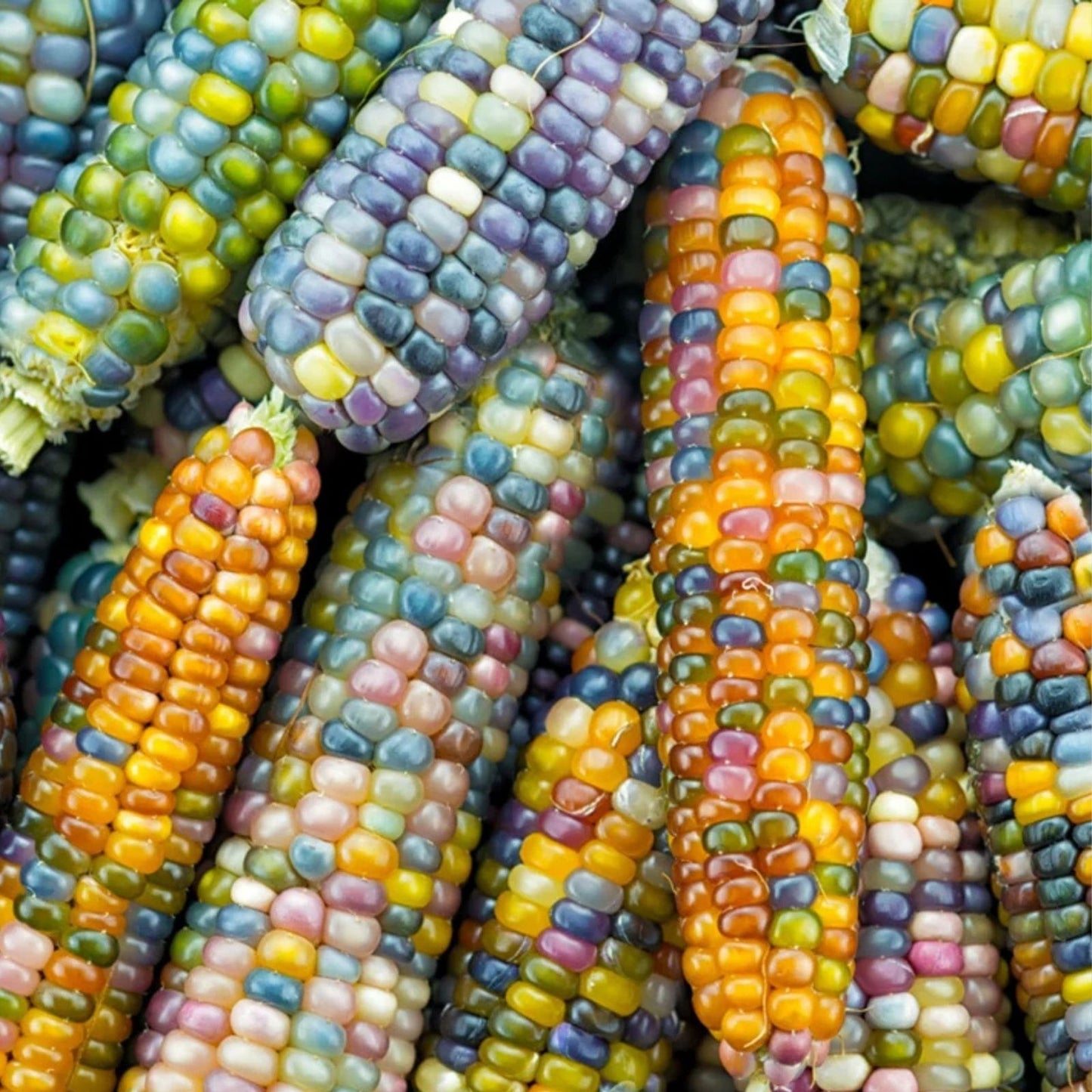 Glass Gem Indian Corn Seeds, Vibrant Translucent Corn for Planting, Zea mays everta, Decorative and Unique Corn Seed Pack