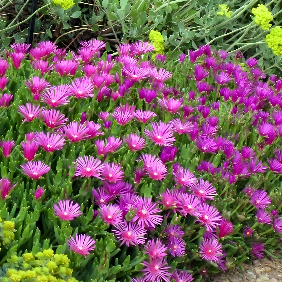 Ice Plant Cuttings - 5 Unrooted Magenta Delosperma cooperi for Garden Landscaping - Drought-Tolerant Ground Cover