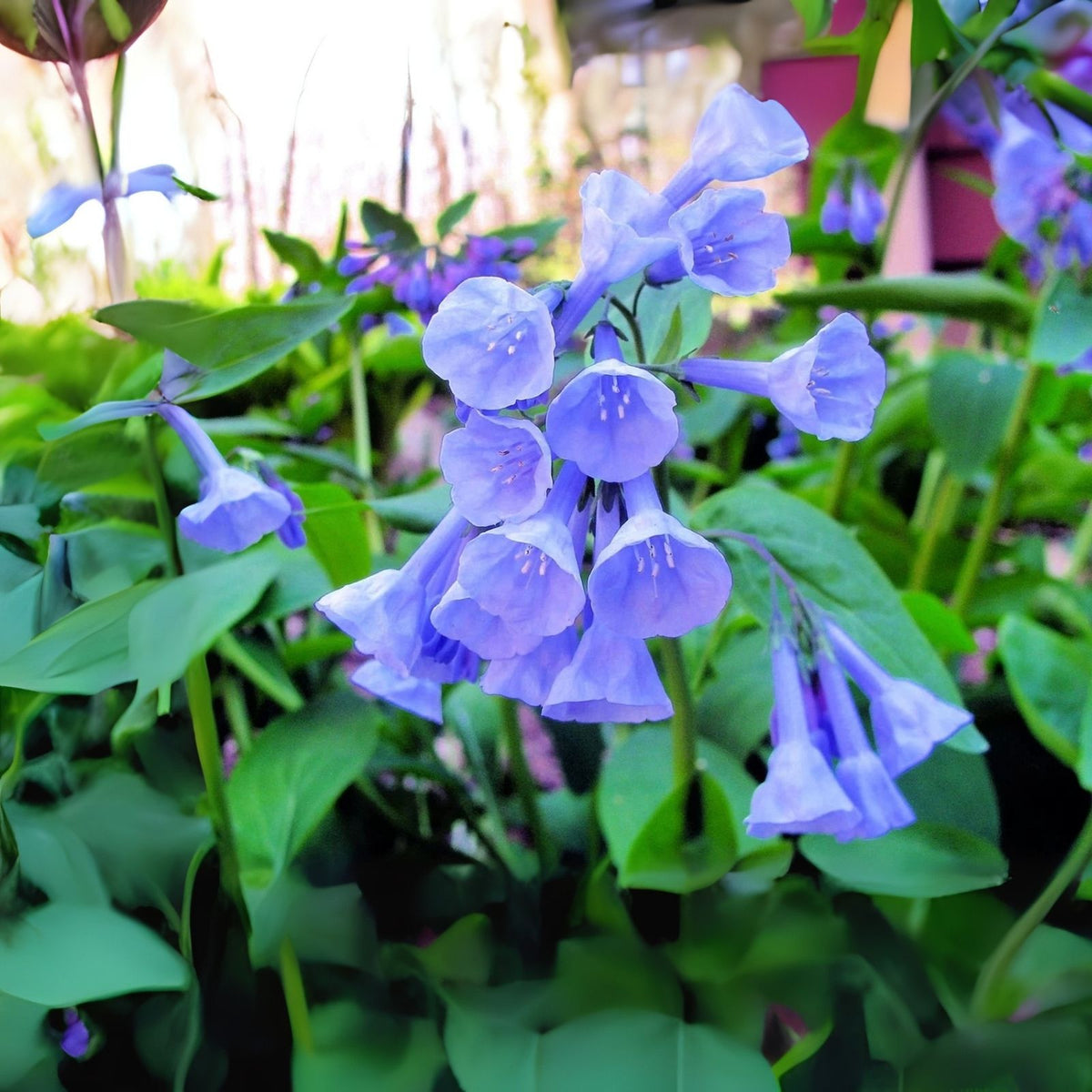 Viola Johnny Jump Up Seeds - 500 Count - Beautiful Perennial Flower - Viola tricolor