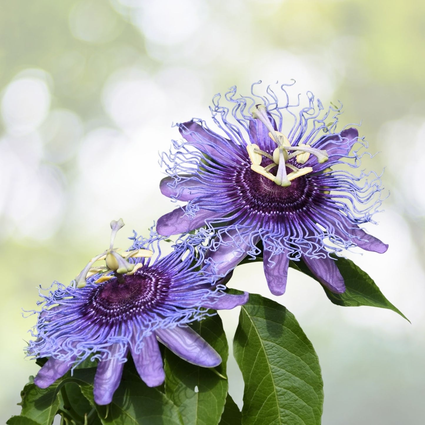 Purple Passion Fruit Seeds - 15+ Pack - Passiflora edulis - Vine Passion Flower Seeds - USA Grown