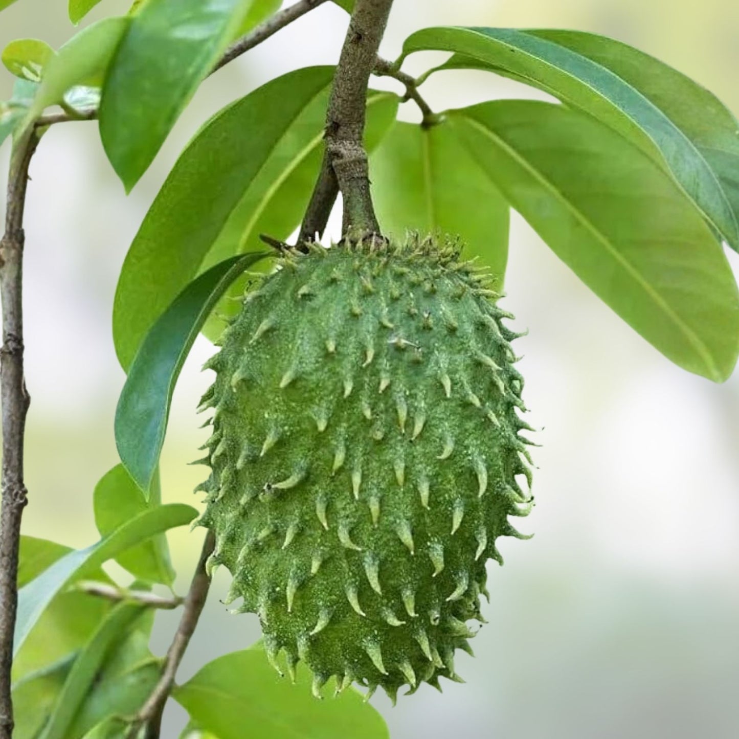 Soursop Seeds 8+ Pack Annona Muricata Tropical Fruit Organic Gardening Graviola Plant Seeds