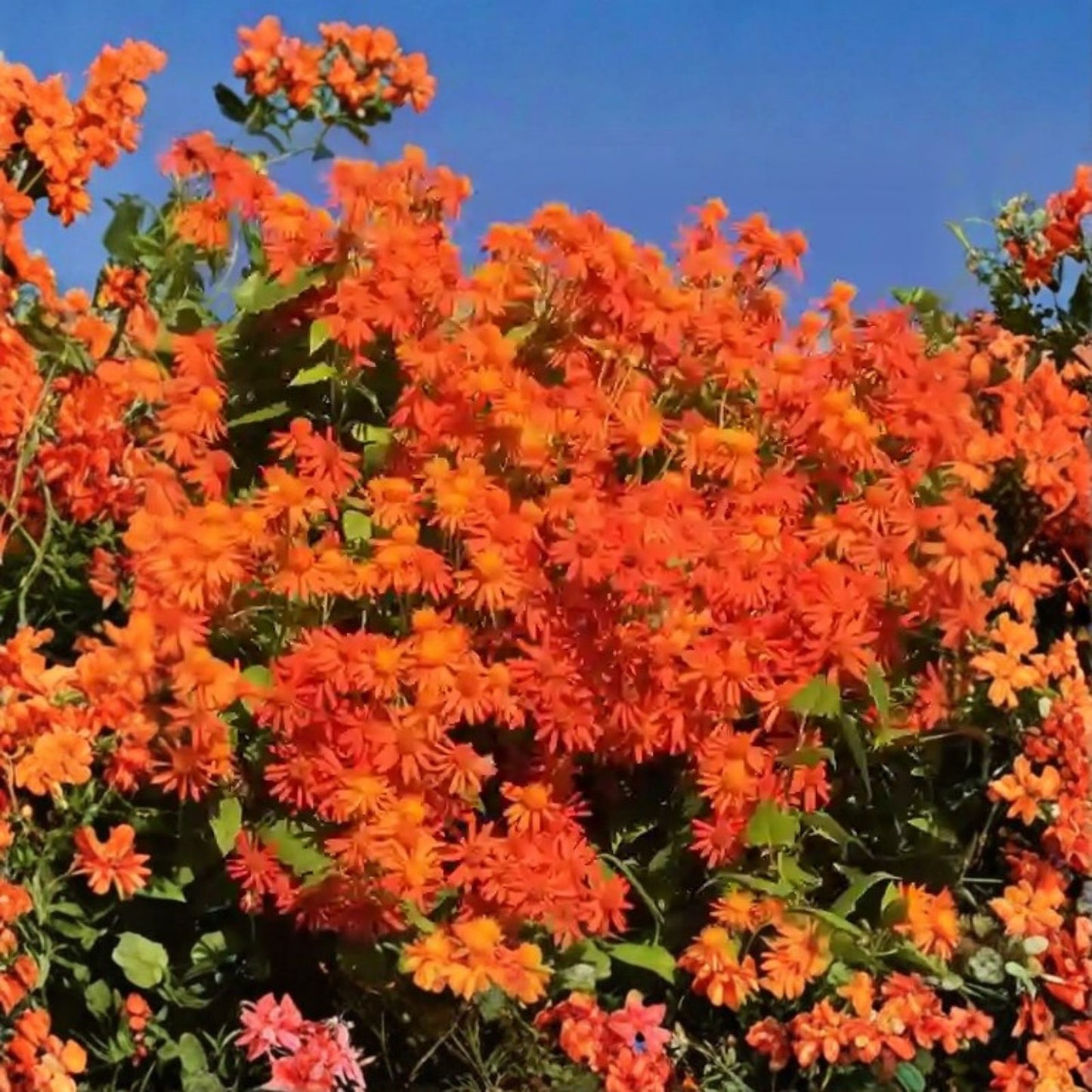 Mexican Flame Vine Cuttings 10 Pack, 5-7 Inches, No Roots, Pseudogynoxys Chenopodioides, Ornamental Climbing Plant