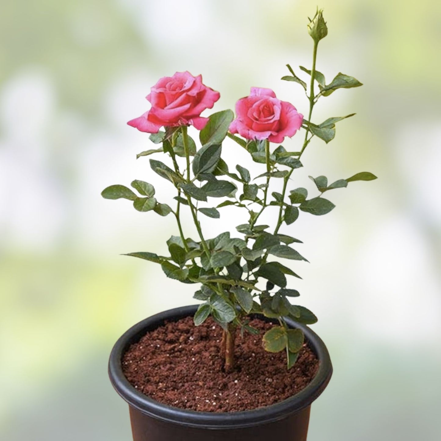 Organic Pink Rose Cuttings 5 Pack Ready to Root Rosa spp, Garden Flower Planting Material
