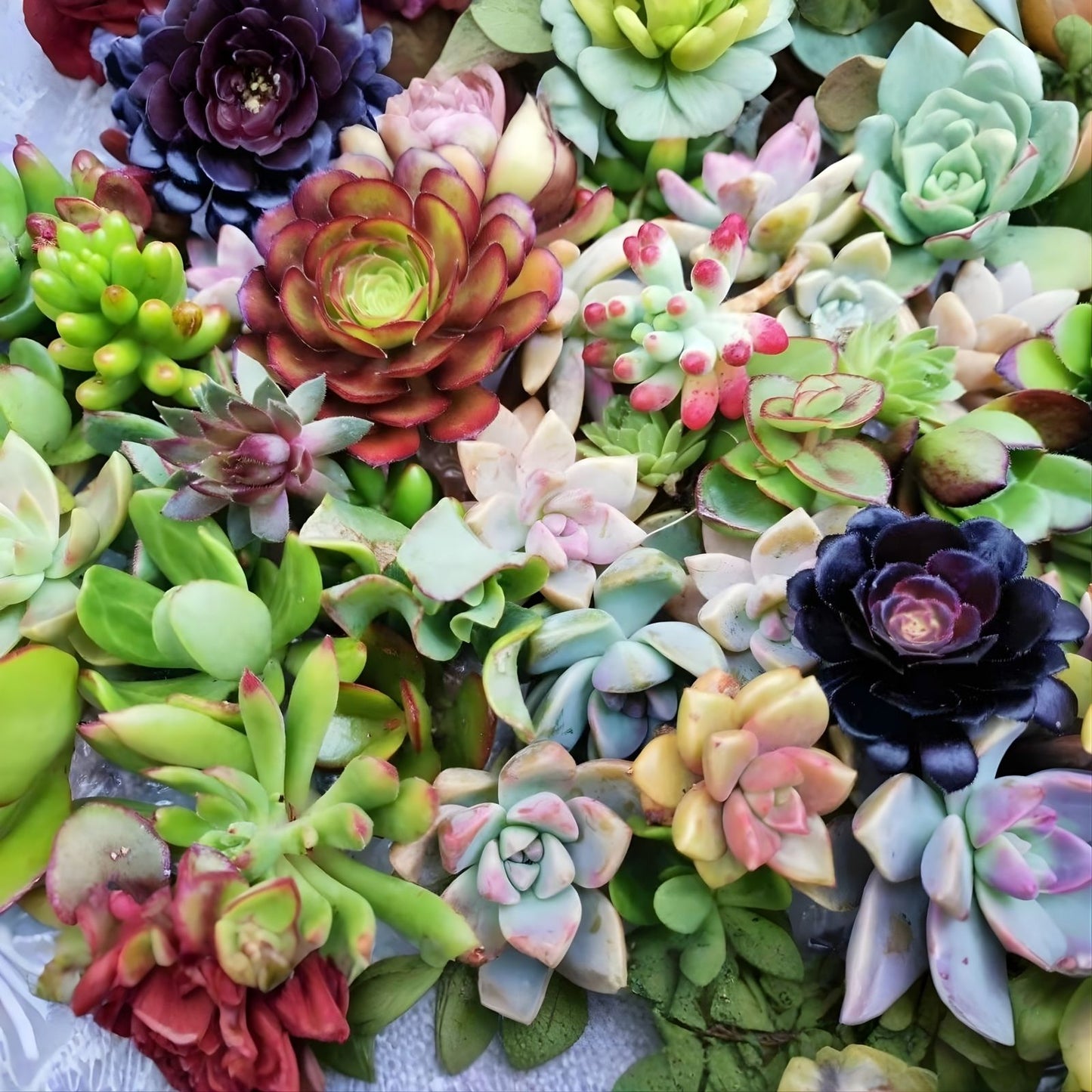 Succulent Cuttings Mix - 10 Assorted Varieties for Planting and Arrangements - Perfect for Home Decor