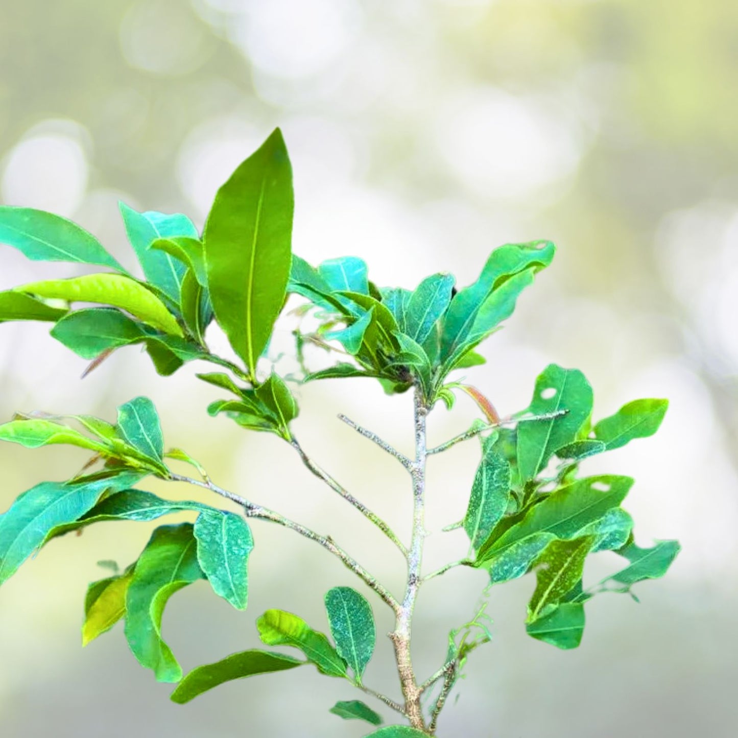 Bonsai Mai Vang Sieu Nu 2 Gallon Pot - Golden Shower Tree - Cassia fistula