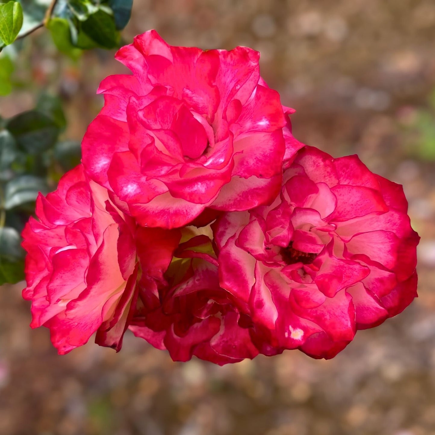 Fire and Ice Rose Cuttings 3 Pack, Rosa 'Fire and Ice', Hardy Perennial for Gardens and Landscape