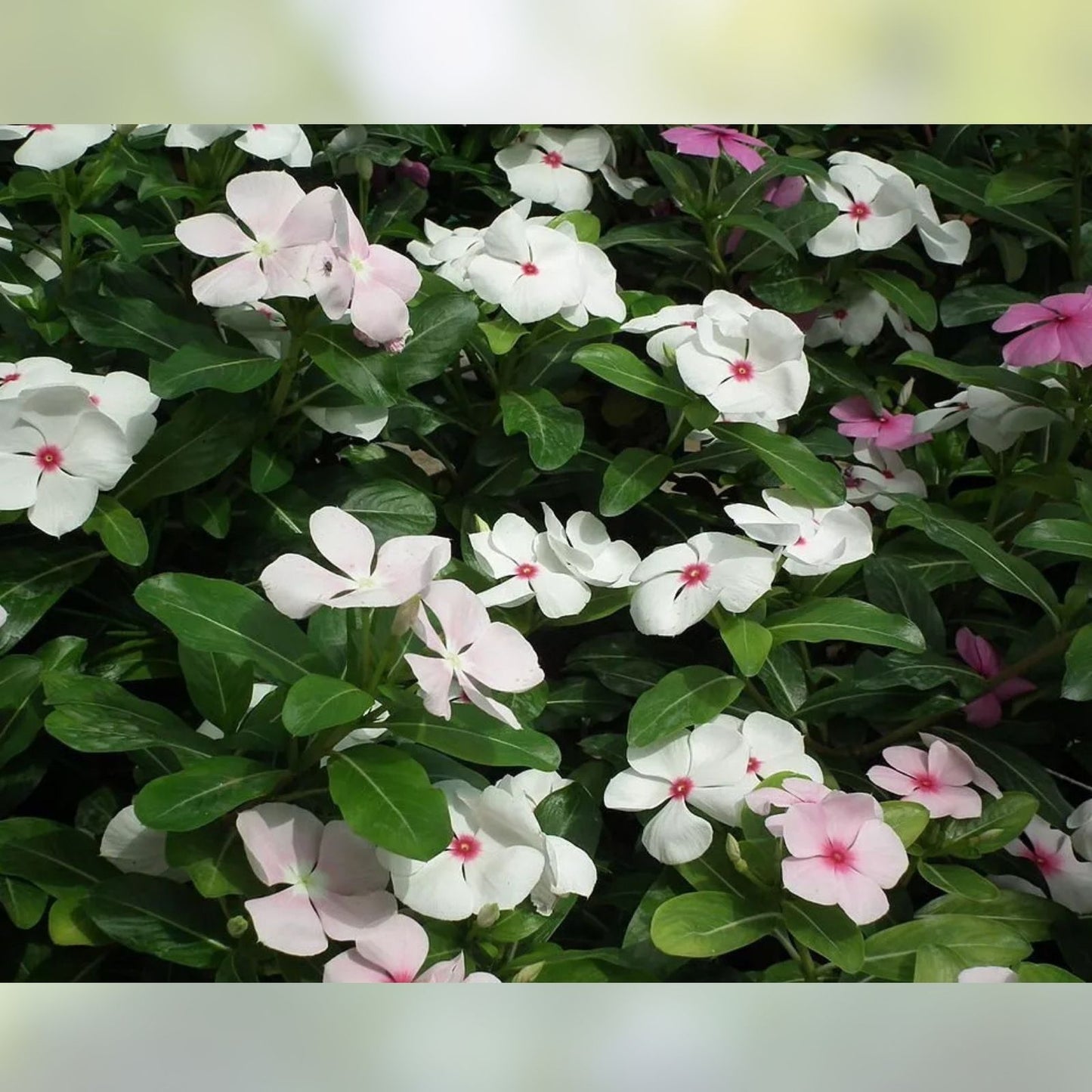 Vinca Seeds 1000 Count Sunsplash White Flower Non-GMO Garden Planting Supplies Catharanthus roseus