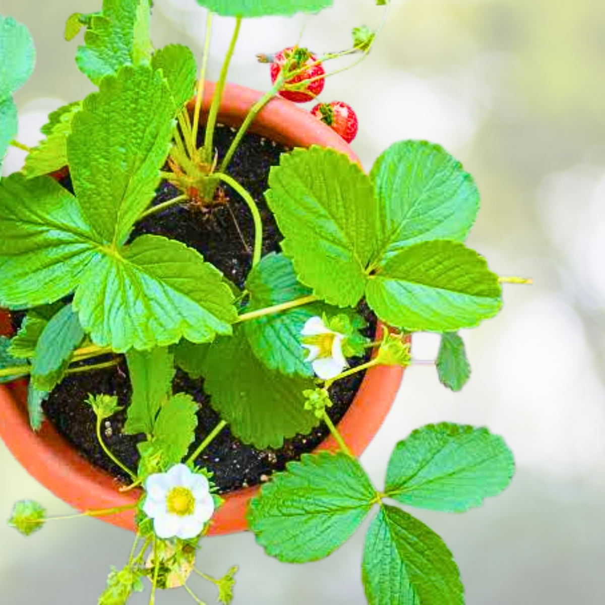 Cream Strawberry Seeds - 200 pcs - Hardy Perennial Herb - Fragaria × ananassa