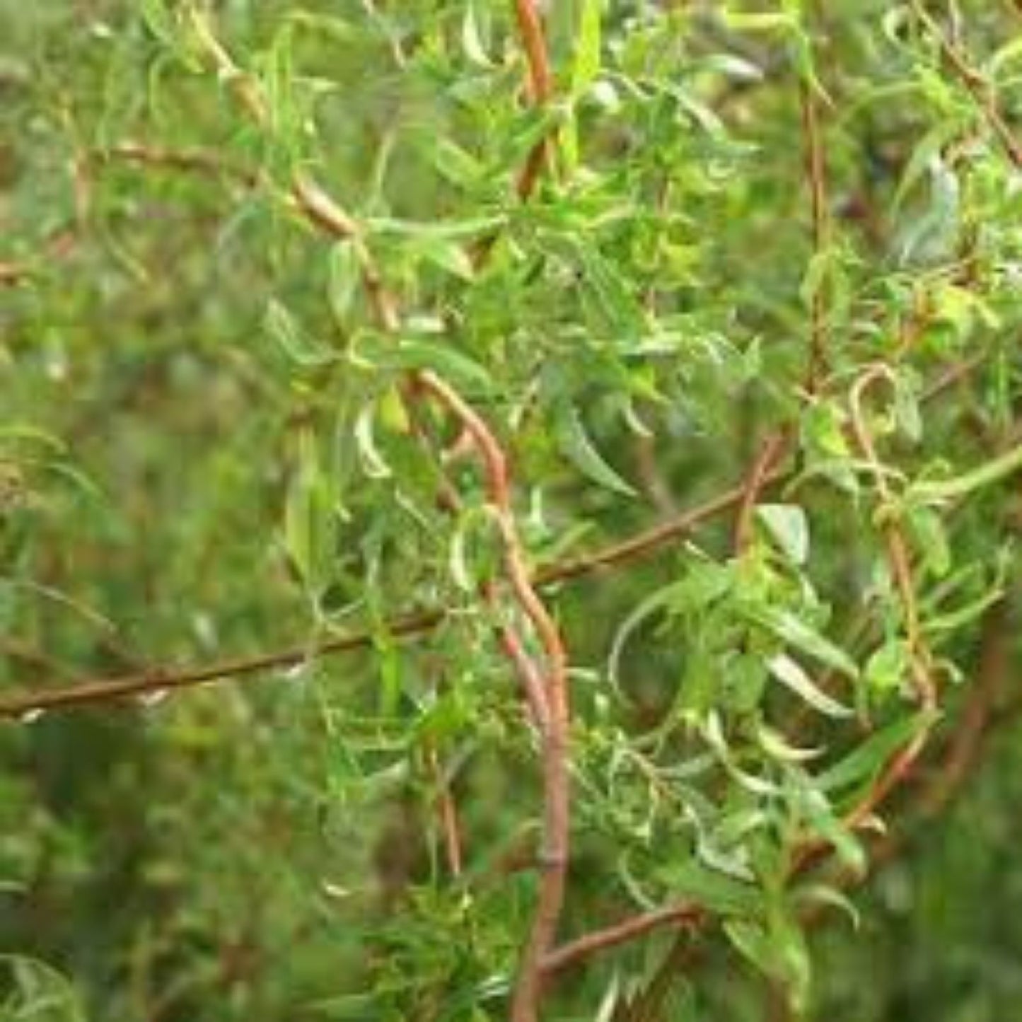 4 Green Curly Willow Trees - Fast Growing Exotic Bonsai - Salix matsudana - Live Plants for Garden and Landscape