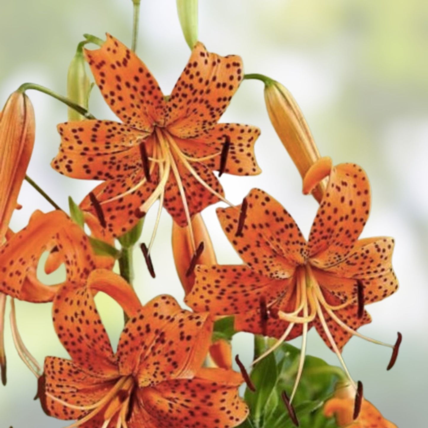 Tiger Lily Seeds 20+ Count Spotted Flowers Lilium columbianum USA Seller Free Shipping
