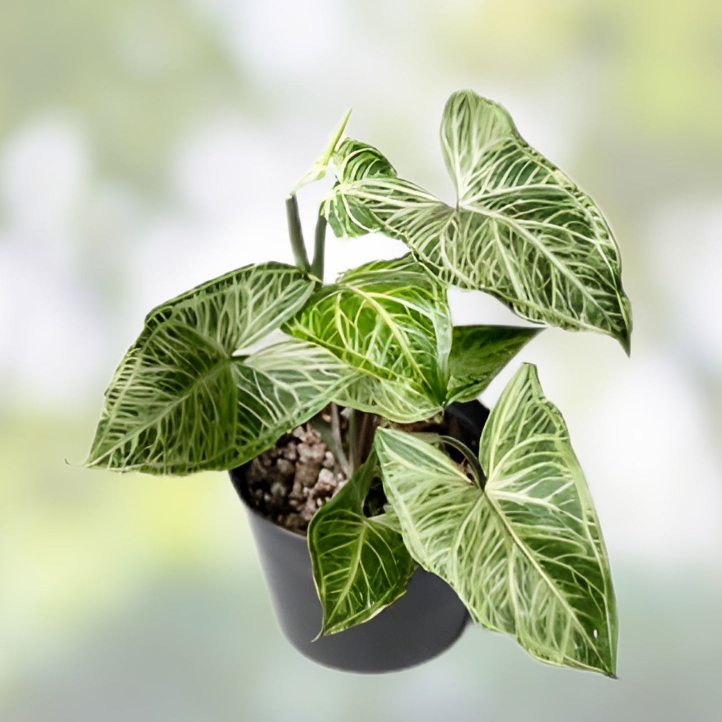 Syngonium Batik Potted Plant – Rooted, Not Established – Syngonium podophyllum, Variegated Indoor Plant