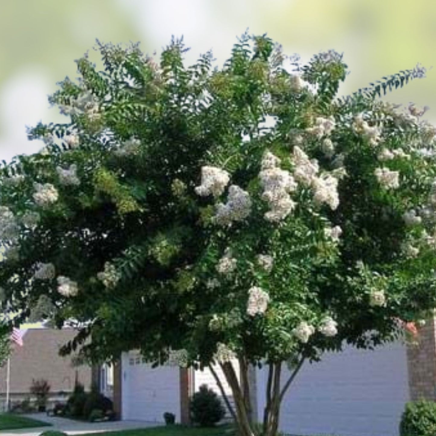 Crape Myrtle Cuttings 10 Pack 'Natchez' Lagerstroemia indica x fauriei Rare for Rooting Grafting