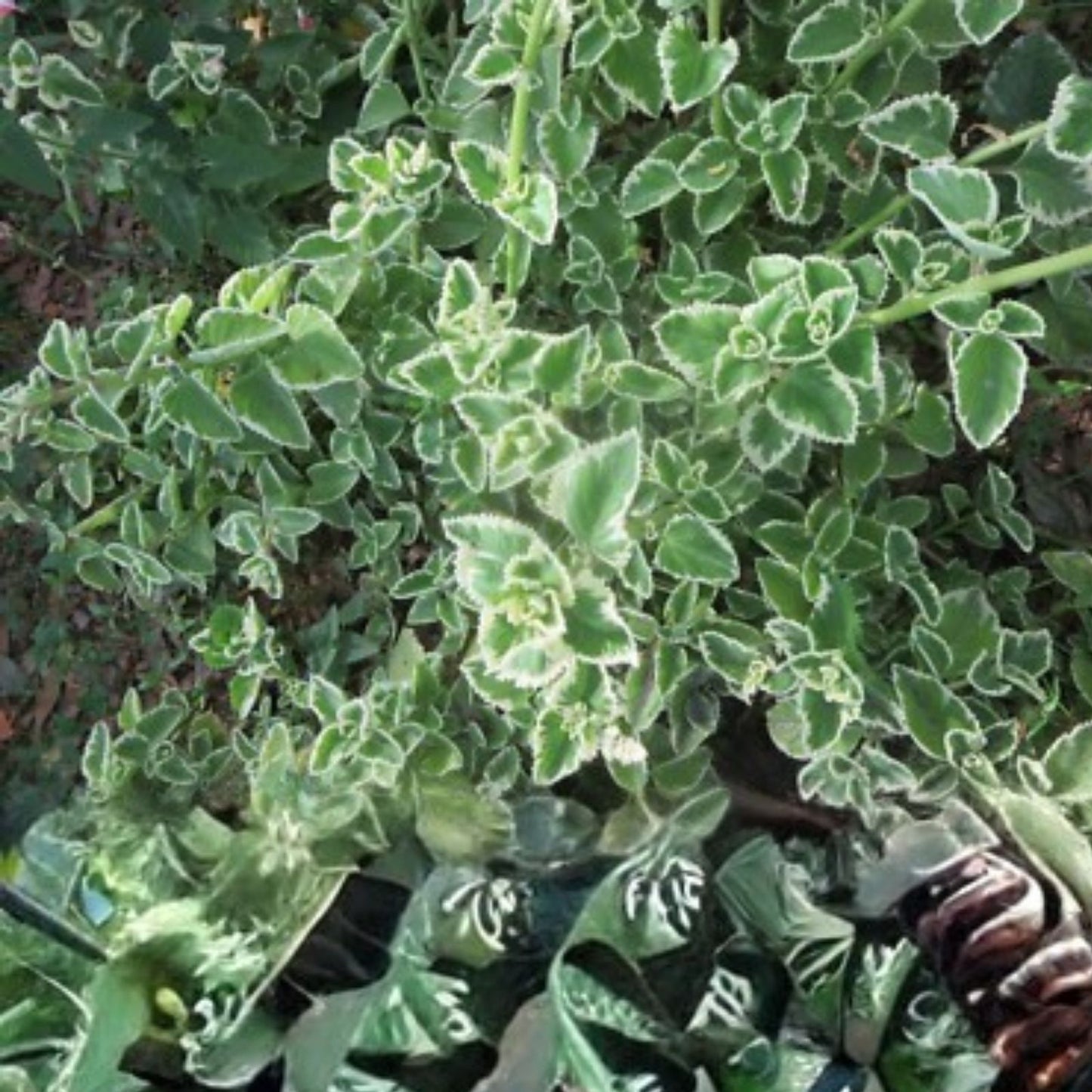 Variegated Cuban Oregano Cuttings - 5 Fresh Unrooted Herb Cuttings - Plectranthus amboinicus - Culinary Herb, Indoor Plant