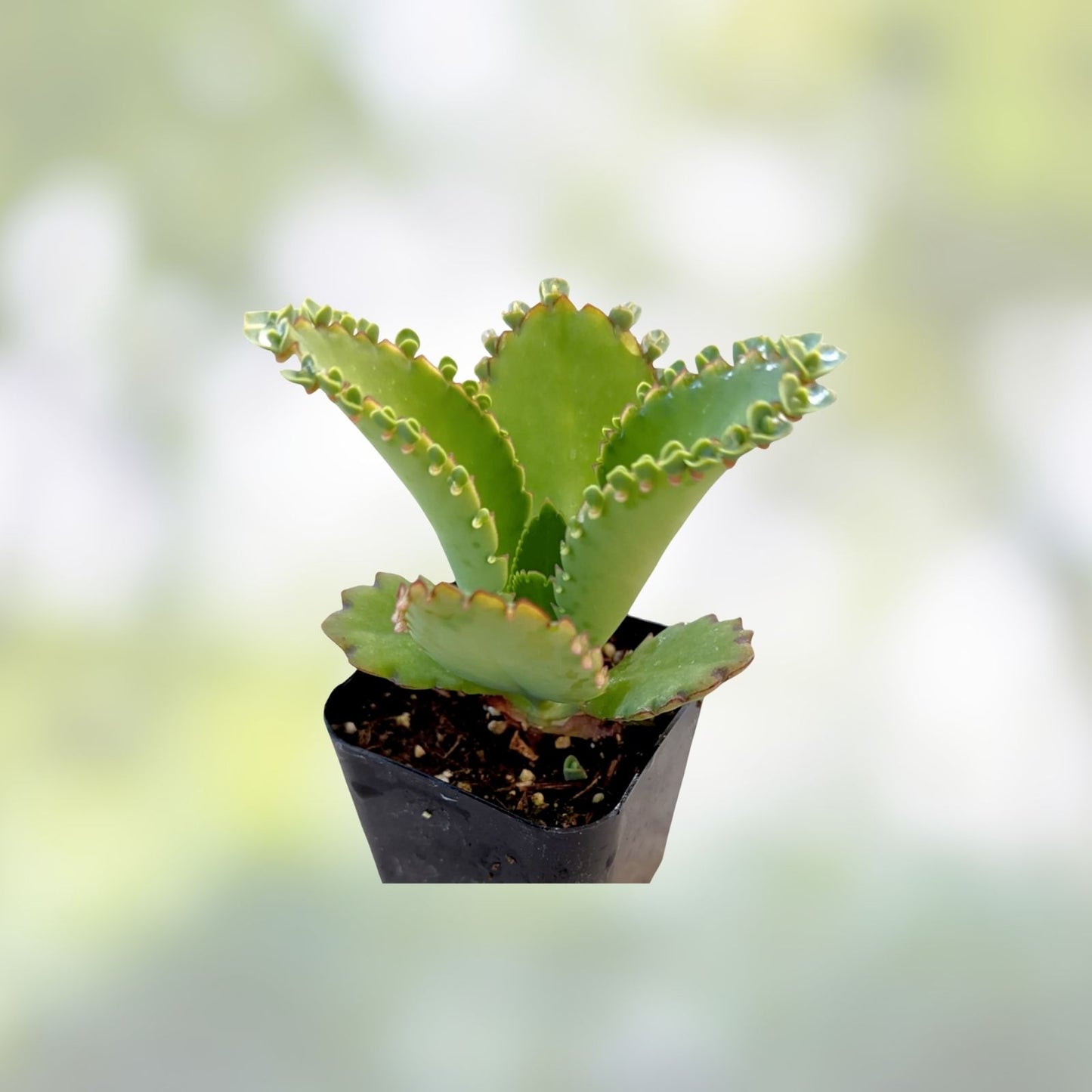 Kalanchoe Succulent Cuttings – 10+ Mother of Millions, Mexican Hat Plant, Easy Care Houseplant, Kalanchoe daigremontiana