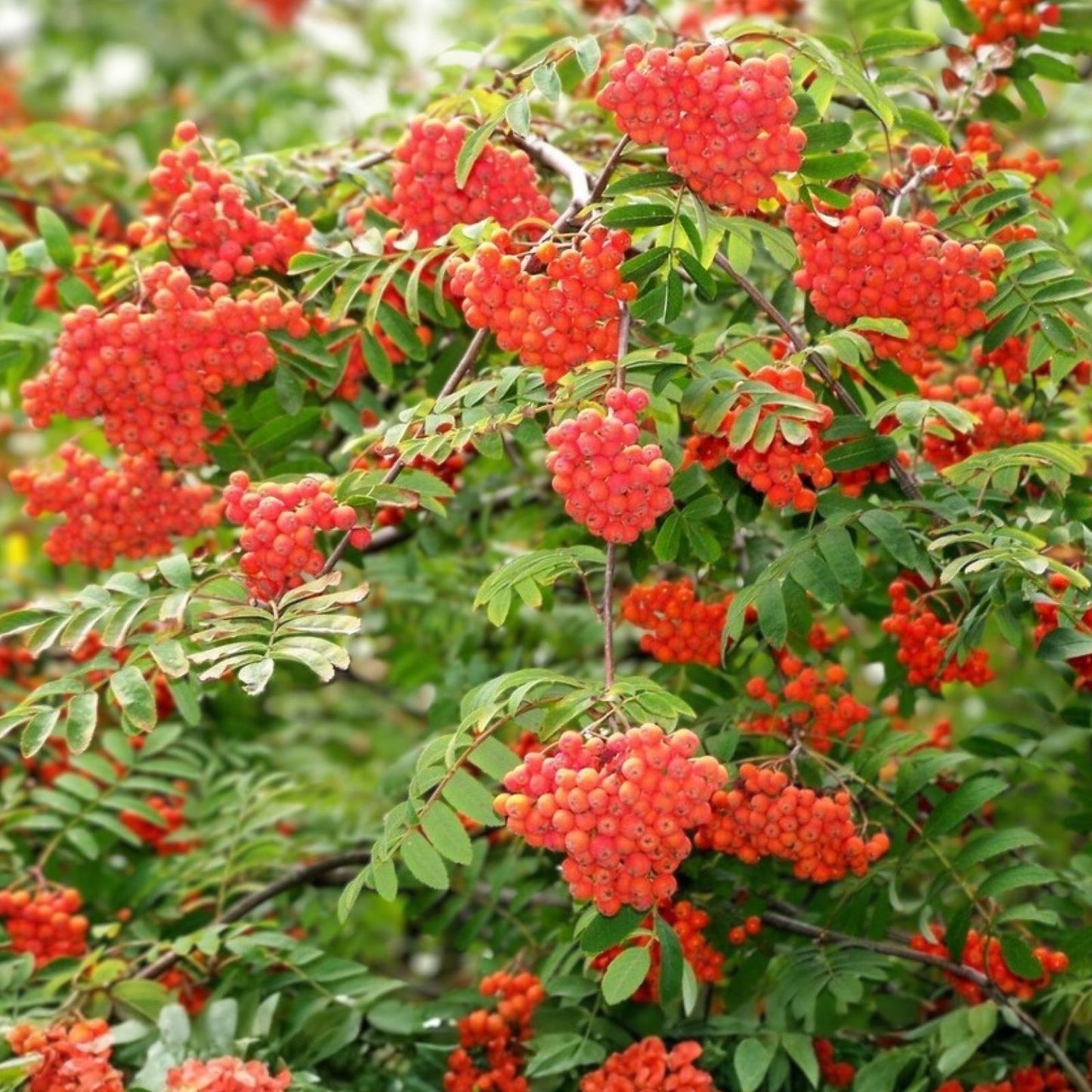 Mountain Ash Tree Seeds 50 Pack Sorbus aucuparia Red Berries Ornamental Tree Seeds