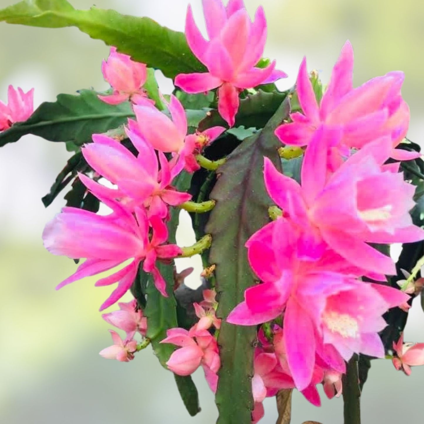 Epiphyllum 'Golden Jubilee' Rooted Cutting - Rare Orchid Cactus - 1957 Heirloom - Unique Houseplant