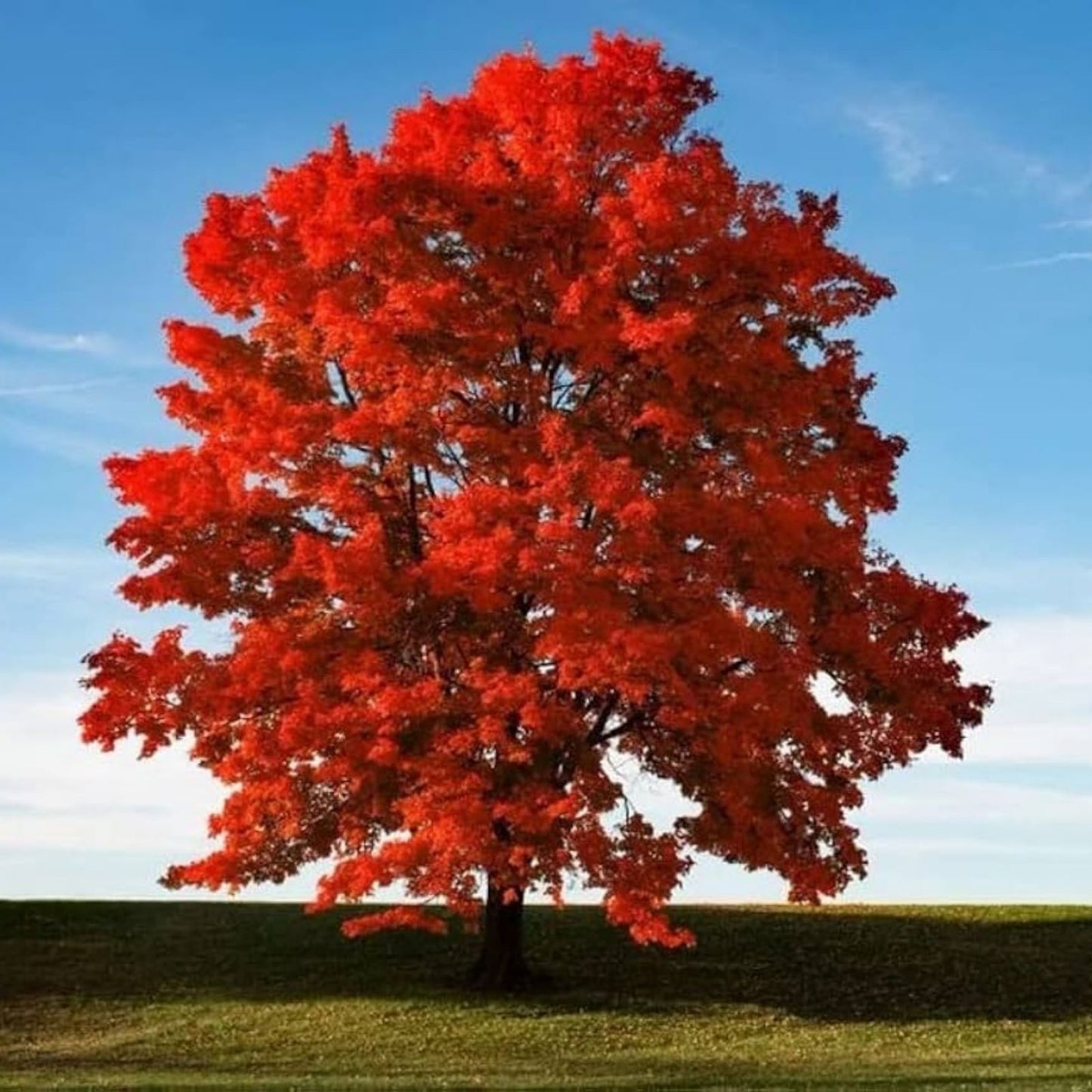 Red Maple Tree Seeds 50 Pack - Acer rubrum - Stunning Red Leaves - Ornamental Tree Seeds for Gardening and Landscaping
