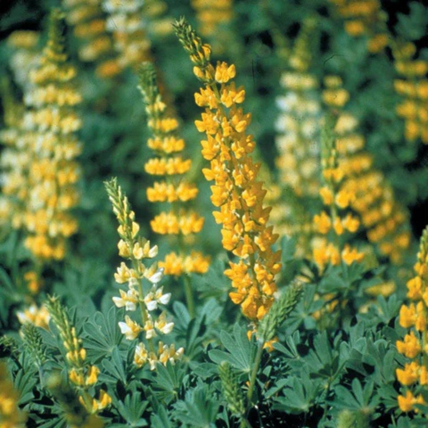 Lupine Seeds 500 Count - Golden Yellow Flowers - Perennial Flower Seeds - Lupinus polyphyllus - Beautiful Blooms