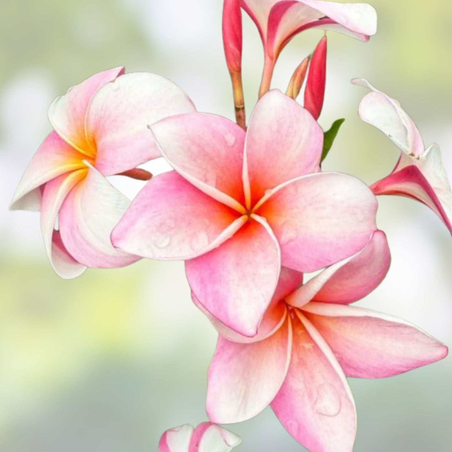 Rooted Plumeria Cutting 16" Fuchsia Queen Plumeria rubra Tropical Flowering Plant for Gardens and Containers