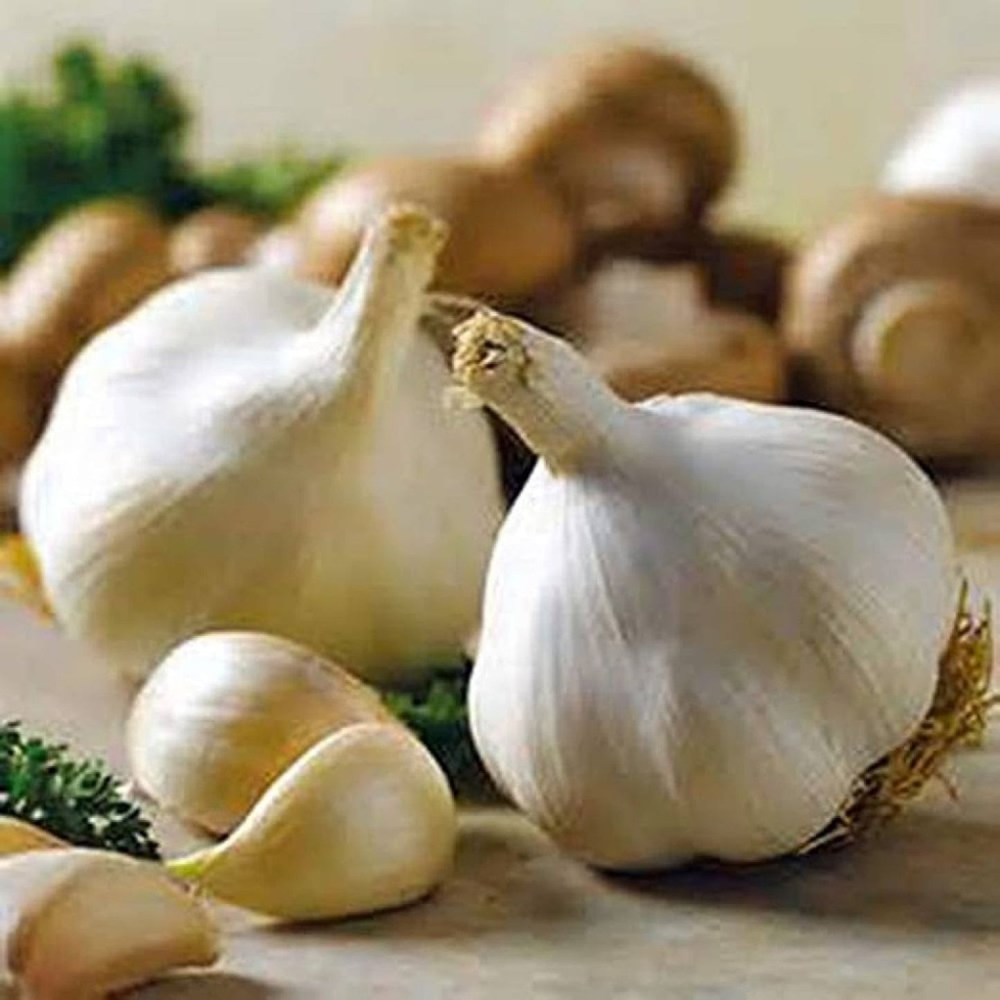 California White Garlic Bulbs 5-Pack – Allium Sativum Softneck Culinary Herb Gilroy Edible Plant