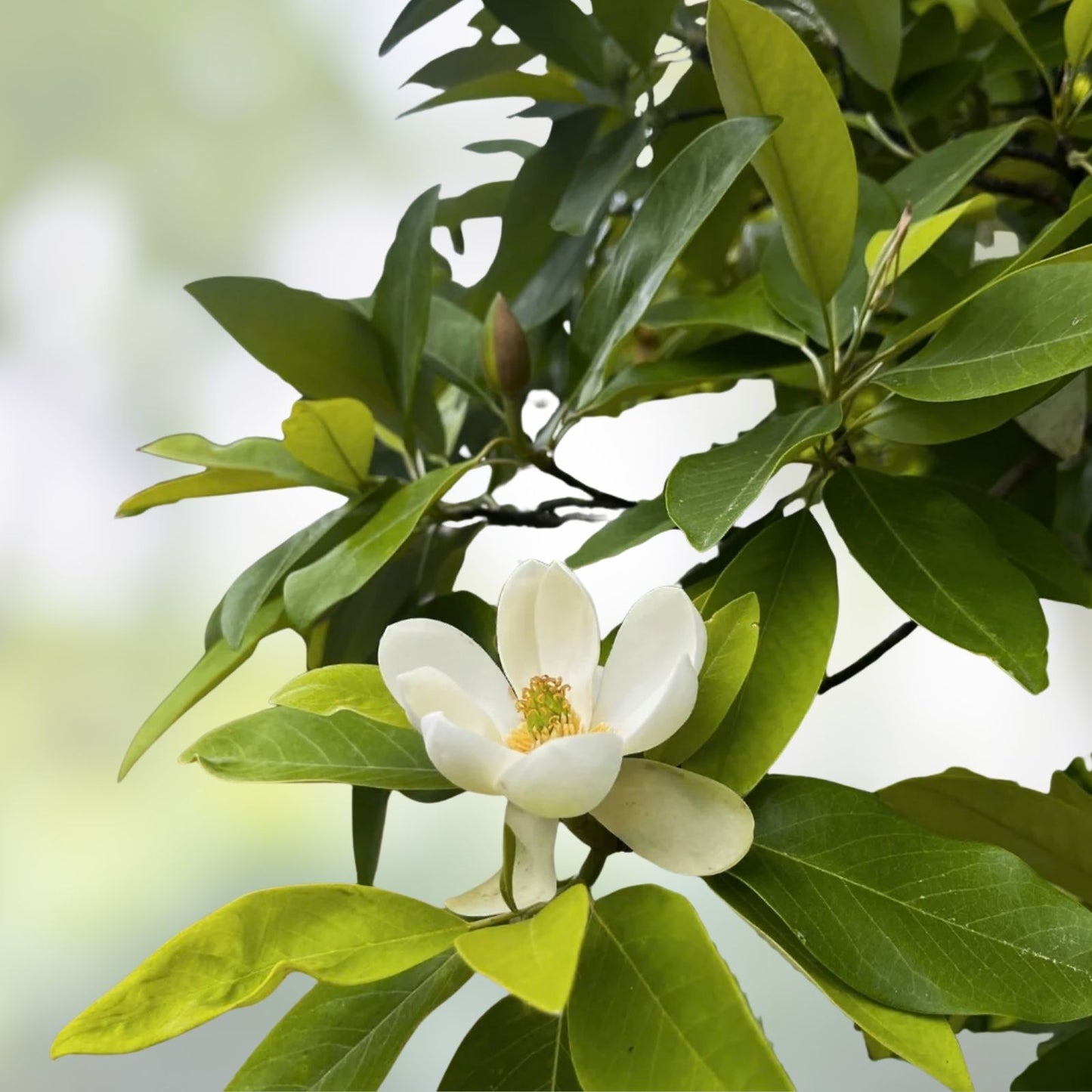 Sweetbay Magnolia Tree Seeds 30 Pack - Northern Variety Magnolia virginiana - Ornamental Garden Tree Seeds