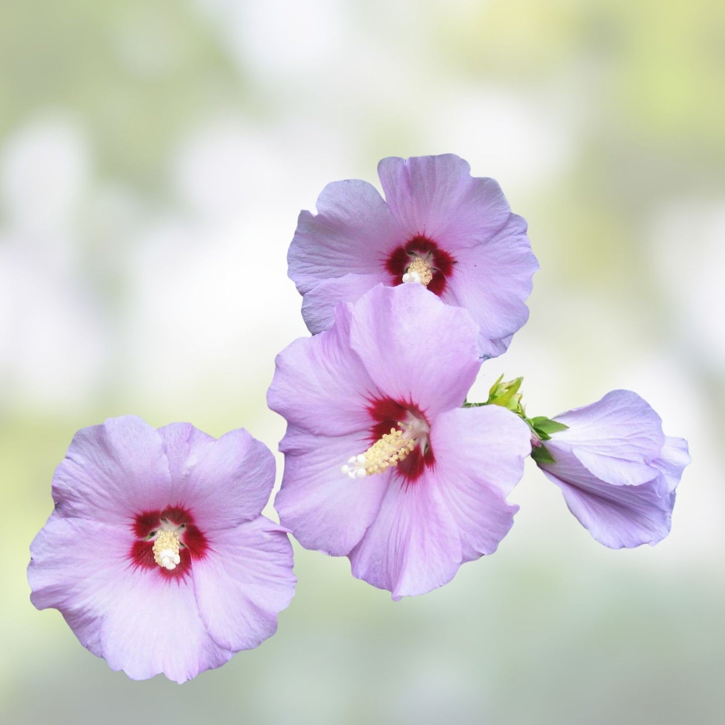 Rose of Sharon Plant - 6-12" Live Hibiscus syriacus in Mixed Colors for Zones 5-9