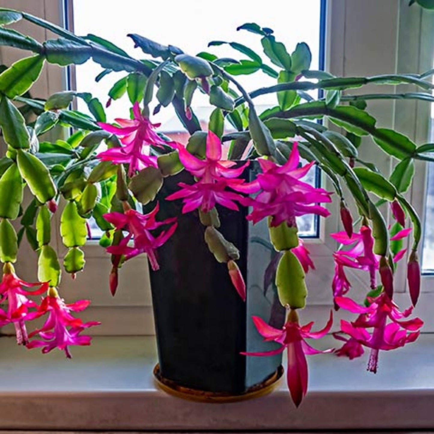 Christmas Cactus Cuttings 4-5" Red Coral Schlumbergera Planting Material, Indoor Plant, Holiday Gift