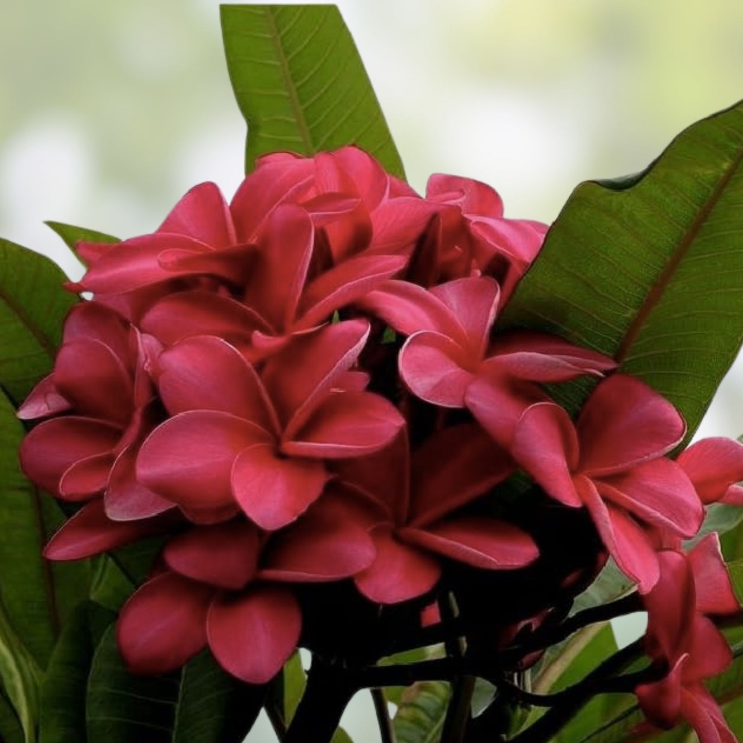 Red Plumeria Plant in 2.5 Inch Pot, CHAliKA Rooted, Fragrant Tropical Flower, Plumeria spp.