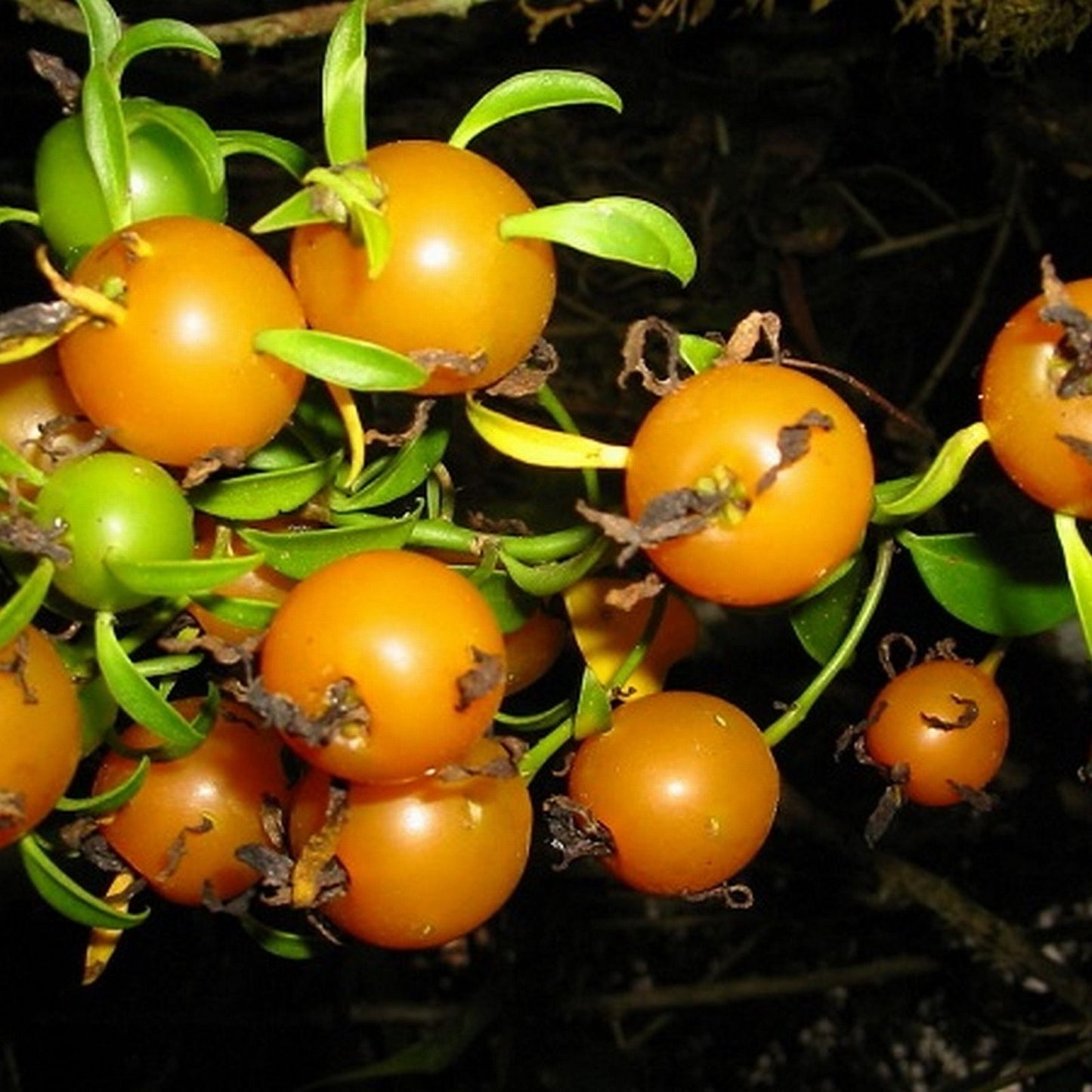 Barbados Gooseberry Seeds - 5 Rare Rose Cactus Seeds - Pereskia aculeata - Exotic Cacti Variety for Gardening and Plant Collectors