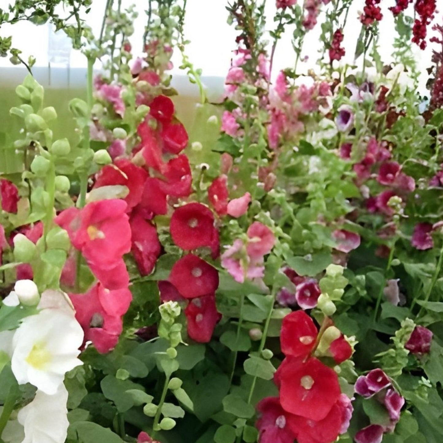 Hollyhock Seeds Giant Danish Mix Rare Biennial 25 Seeds Alcea rosea Tall Flower Plant
